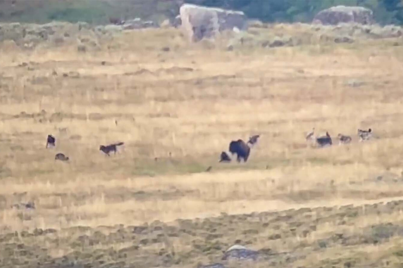 Wolves attack bison 9 15 23