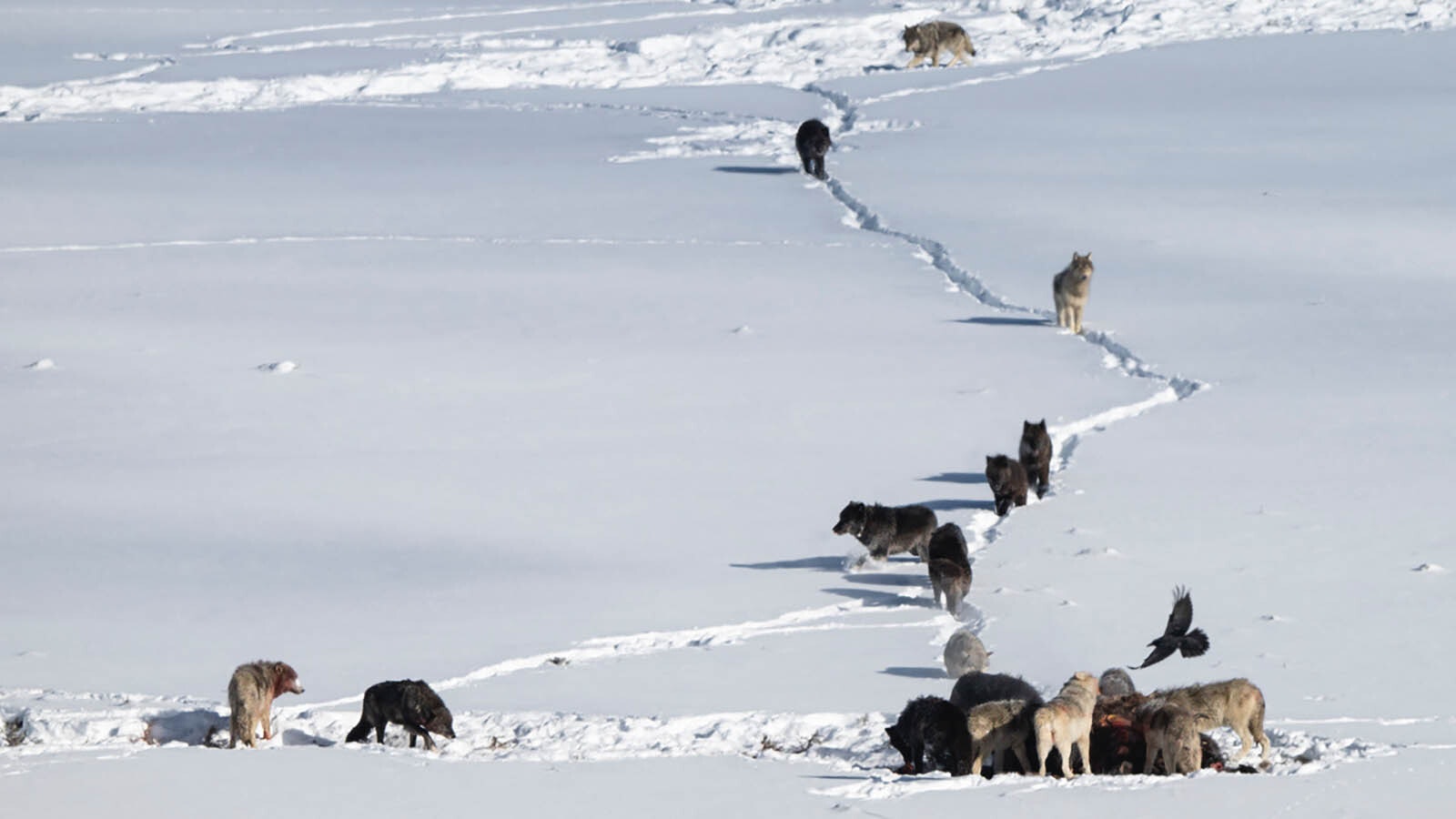 Jeff Vanuga of Dubois, Wyoming, captured a remarkable sequence of a wolf pack taking down and devouring a bison, then the bison's herd getting upset and charging people on a nearby road.