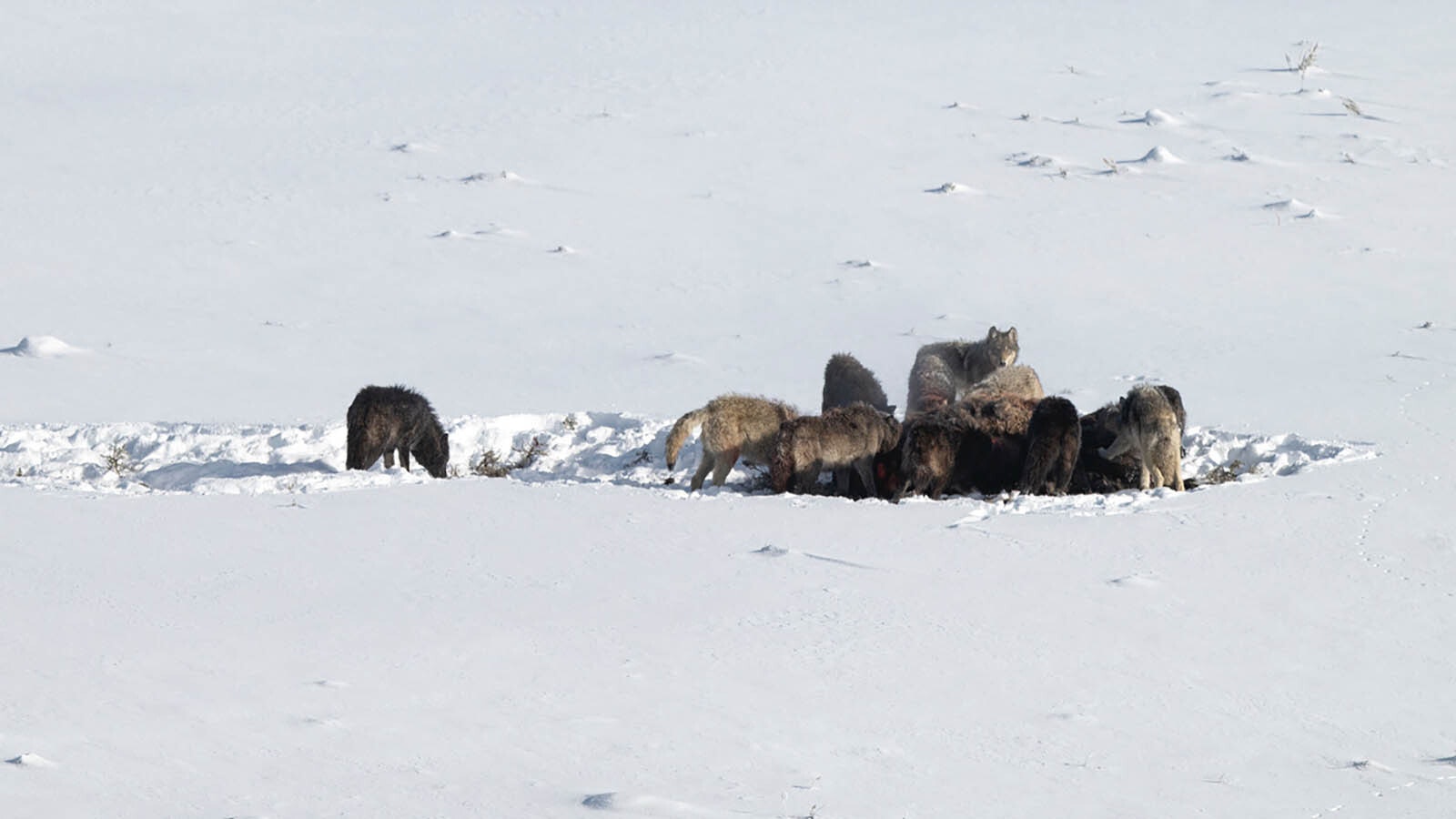 Jeff Vanuga of Dubois, Wyoming, captured a remarkable sequence of a wolf pack taking down and devouring a bison, then the bison's herd getting upset and charging people on a nearby road.