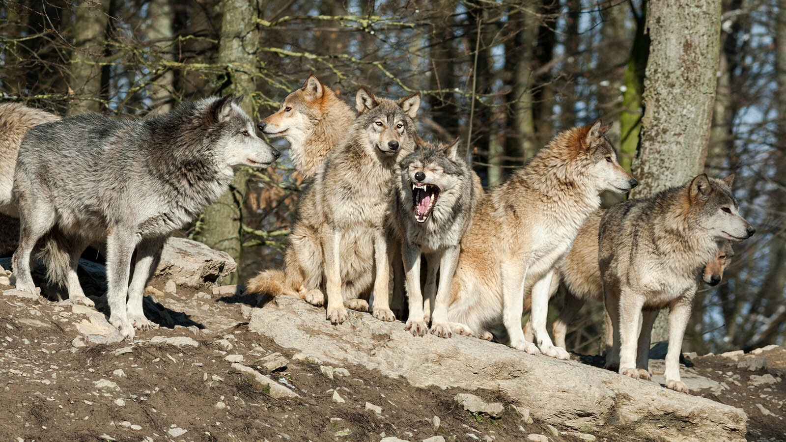 A federal judge’s Tuesday, Aug. 5, 2025, ruling could open the door to putting wolves back on the endangered species list in Wyoming and across the West.