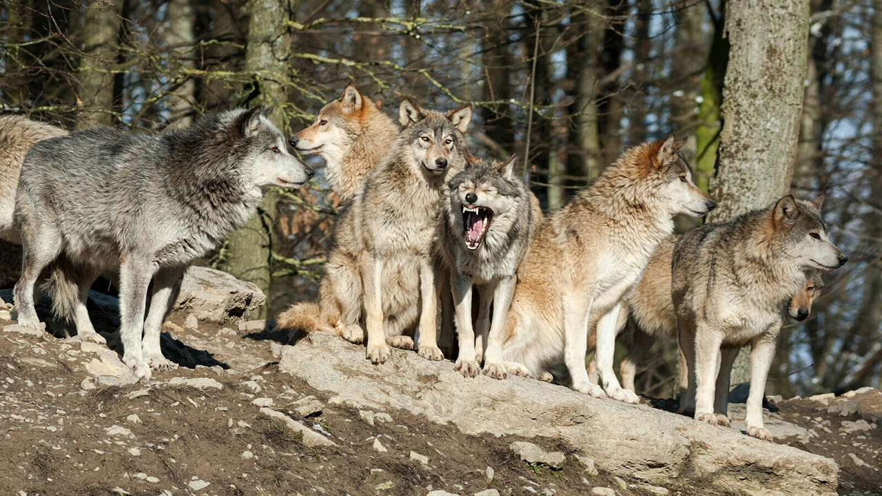 Federal Judge’s Ruling Could Open Door To Putting Wolves Back On ...
