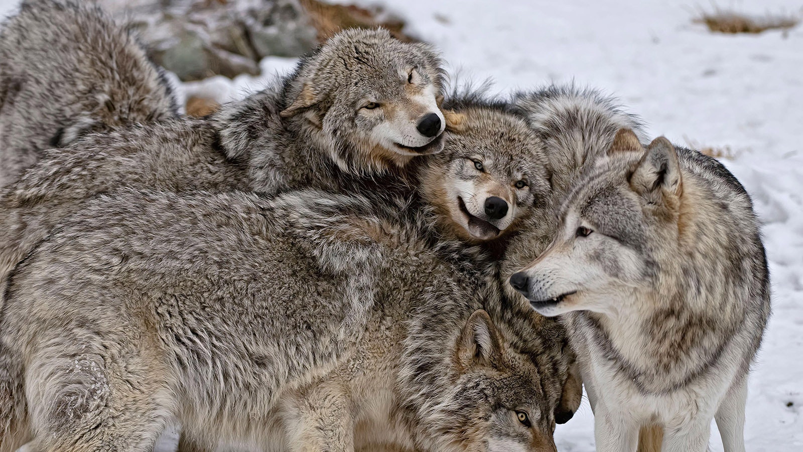 Wolves in the wild can’t afford to waste time and energy. Even when they seem to romp and play — almost like giant puppies — there’s serious purpose behind it, wildlife biologists say.