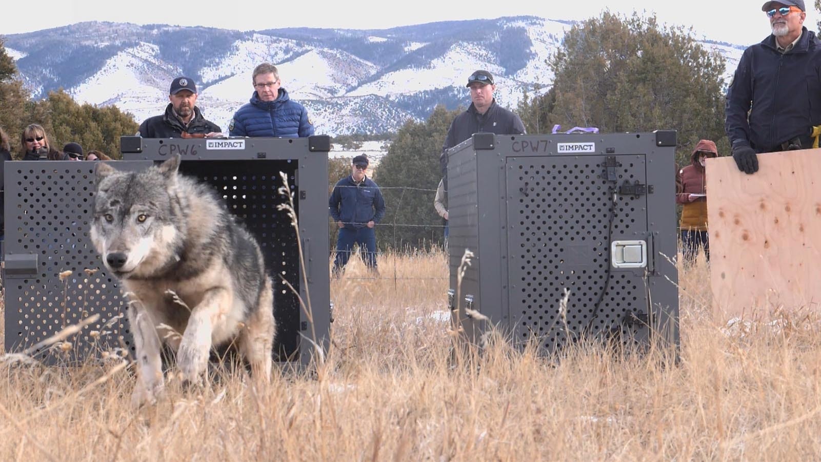 One of five wolves reintroduced to northern Colorado on Monday.