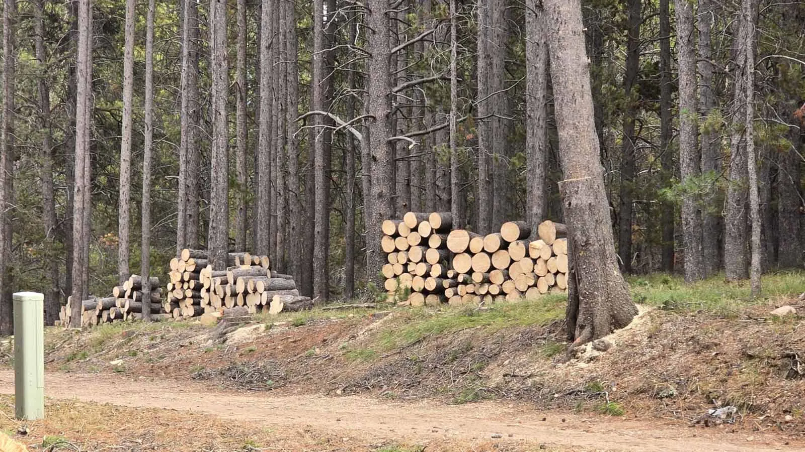 More than 100 cut log sections are visible in several piles along KTWO Road in this Thursday photo. Landowner Katie Snyder-Lijewski says the wood was gone by the following day.