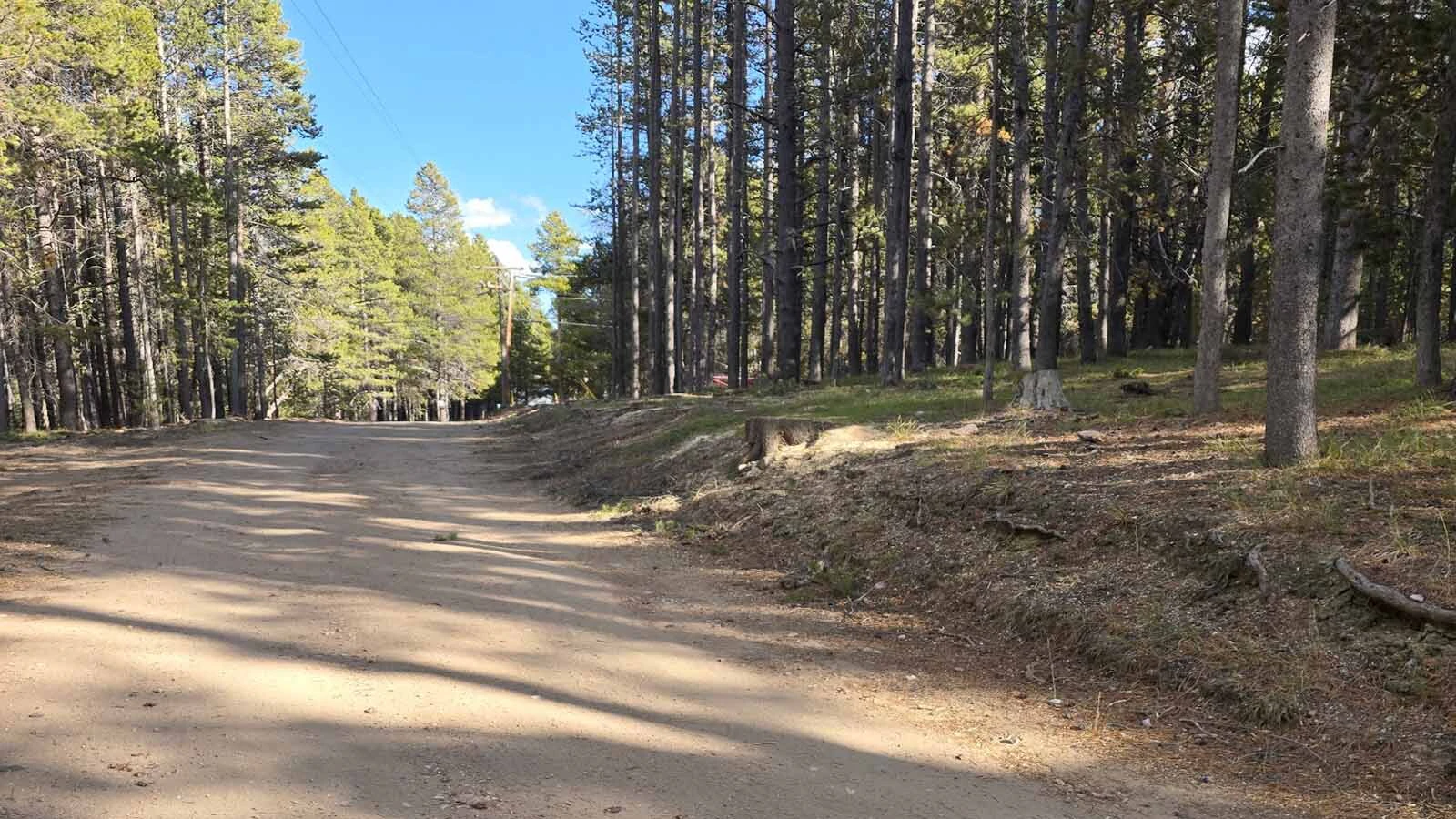 A photo taken Friday shows a stretch along KTWO Road on Casper Mountain where landowner Katie Snyder-Lijewski says stacks of cut logs had been hauled away.