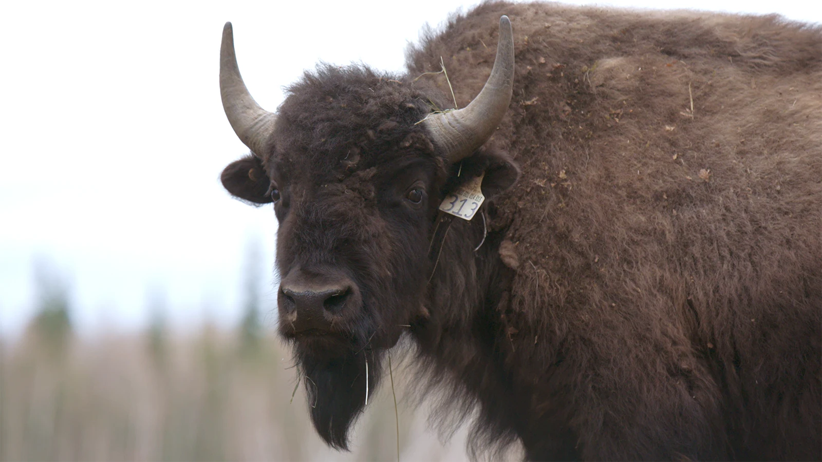 Wood bison are a different subspecies than Wyoming’s plain bison, and are adapted to harsh conditions in Canada and Alaksa.