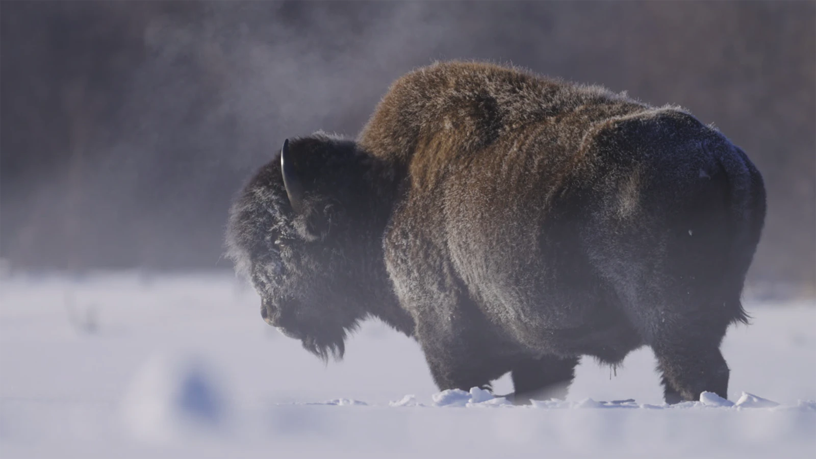 Wood bison are a different subspecies than Wyoming’s plain bison, and are adapted to harsh conditions in Canada and Alaksa.