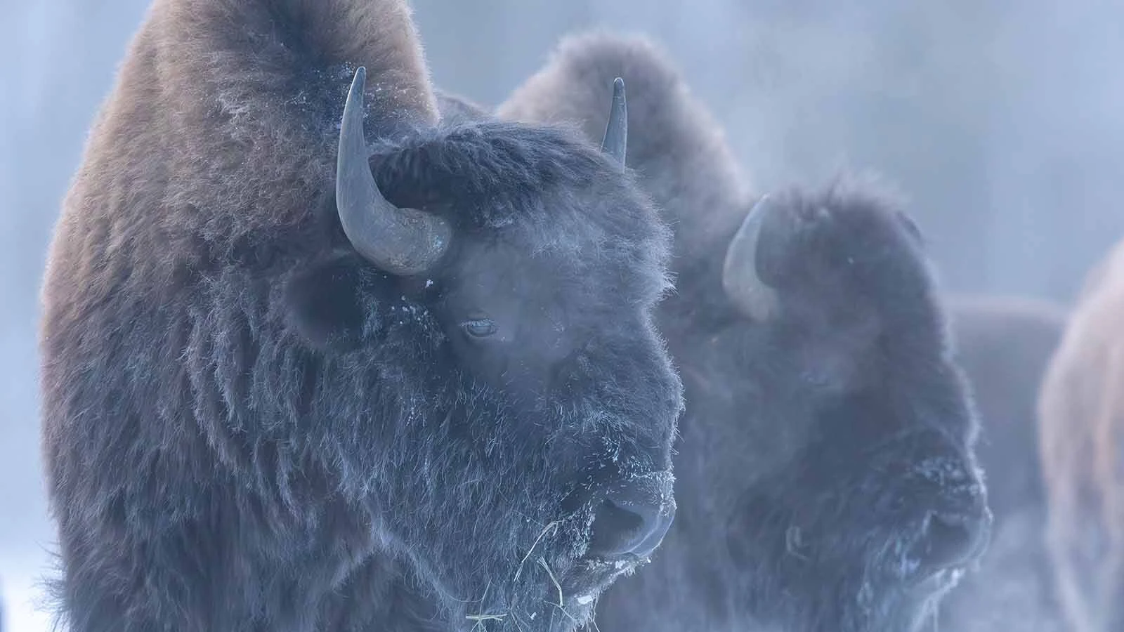Wood bison are indigenous to Alaksa, where efforts are underway to restore their numbers.