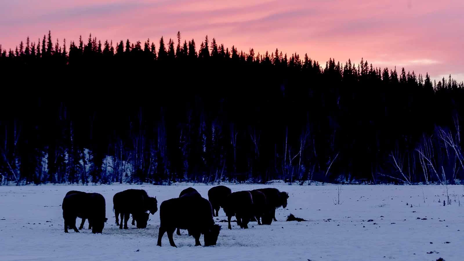 Wood bison are indigenous to Alaksa, where efforts are underway to restore their numbers.