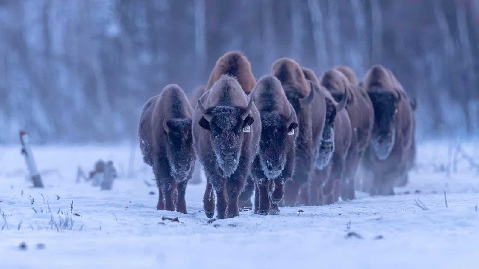 Wood bison are indigenous to Alaksa, where efforts are underway to restore their numbers.