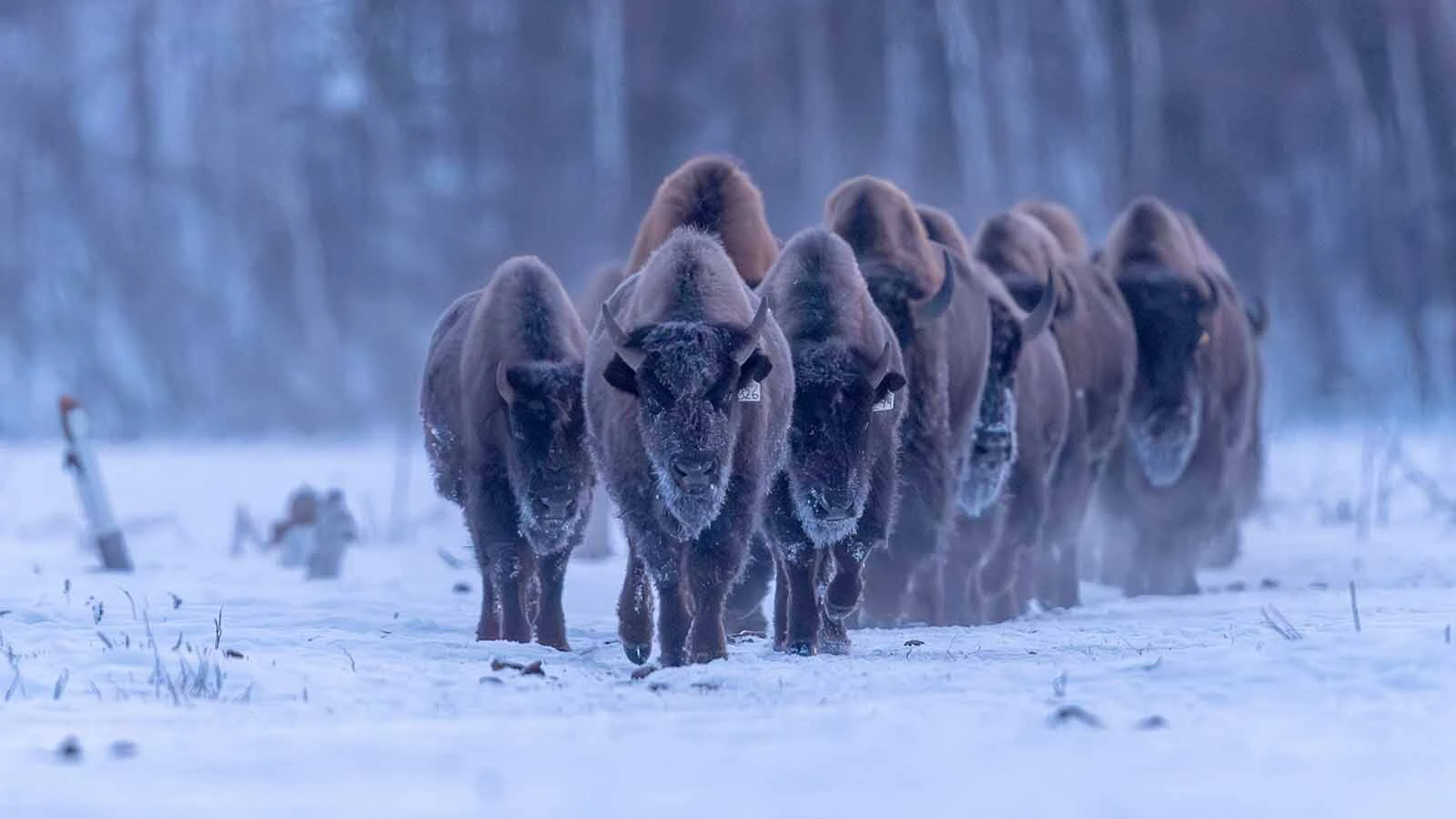 Wood bison are indigenous to Alaksa, where efforts are underway to restore their numbers.