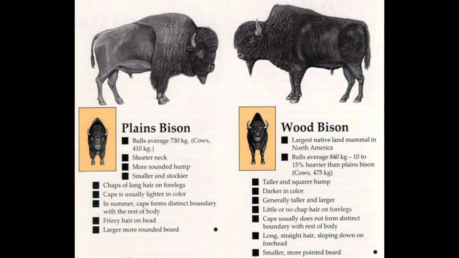 A comparison of plains and wood bison.