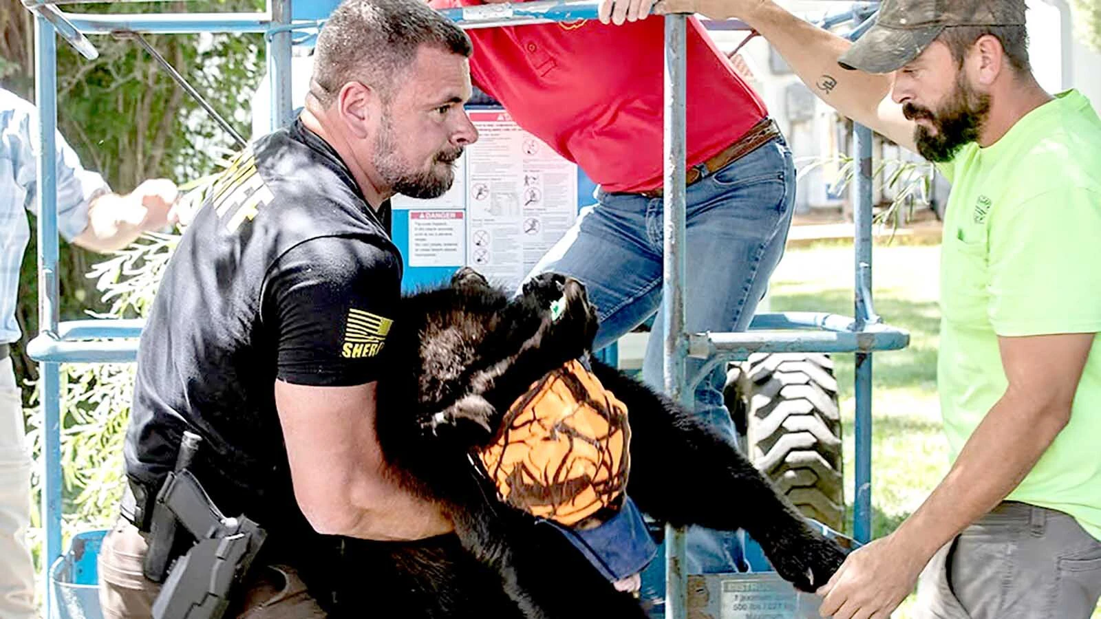 Washakie County Sheriff’s deputy Chris Hazen hoists a tranquilized female black bear Thursday in Worland. The bear was captured in a resident’s back yard.