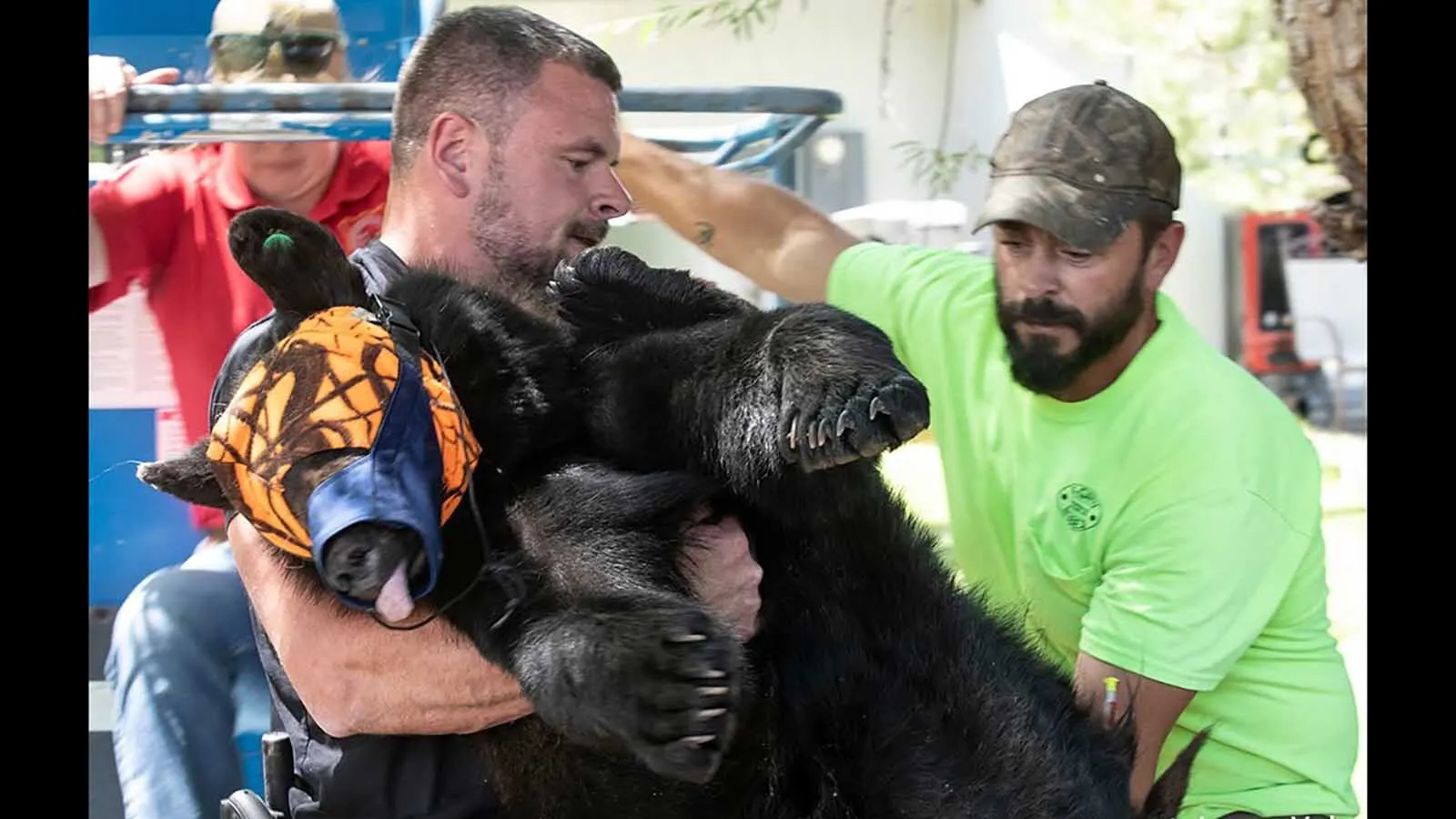 Washakie County Sheriff’s deputy Chris Hazen hoists a tranquilized female black bear Thursday in Worland. The bear was captured in a resident’s back yard.