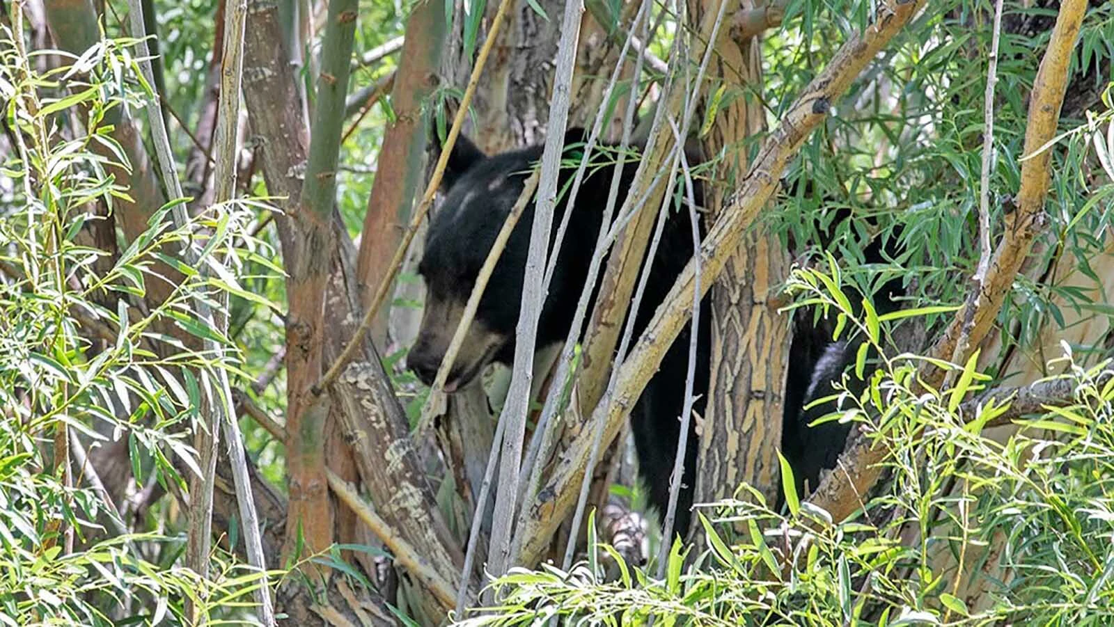 A 3-year-old female black bear nods off in a backyard tree in Worland after being shot with a tranquilizer dart Thursday.