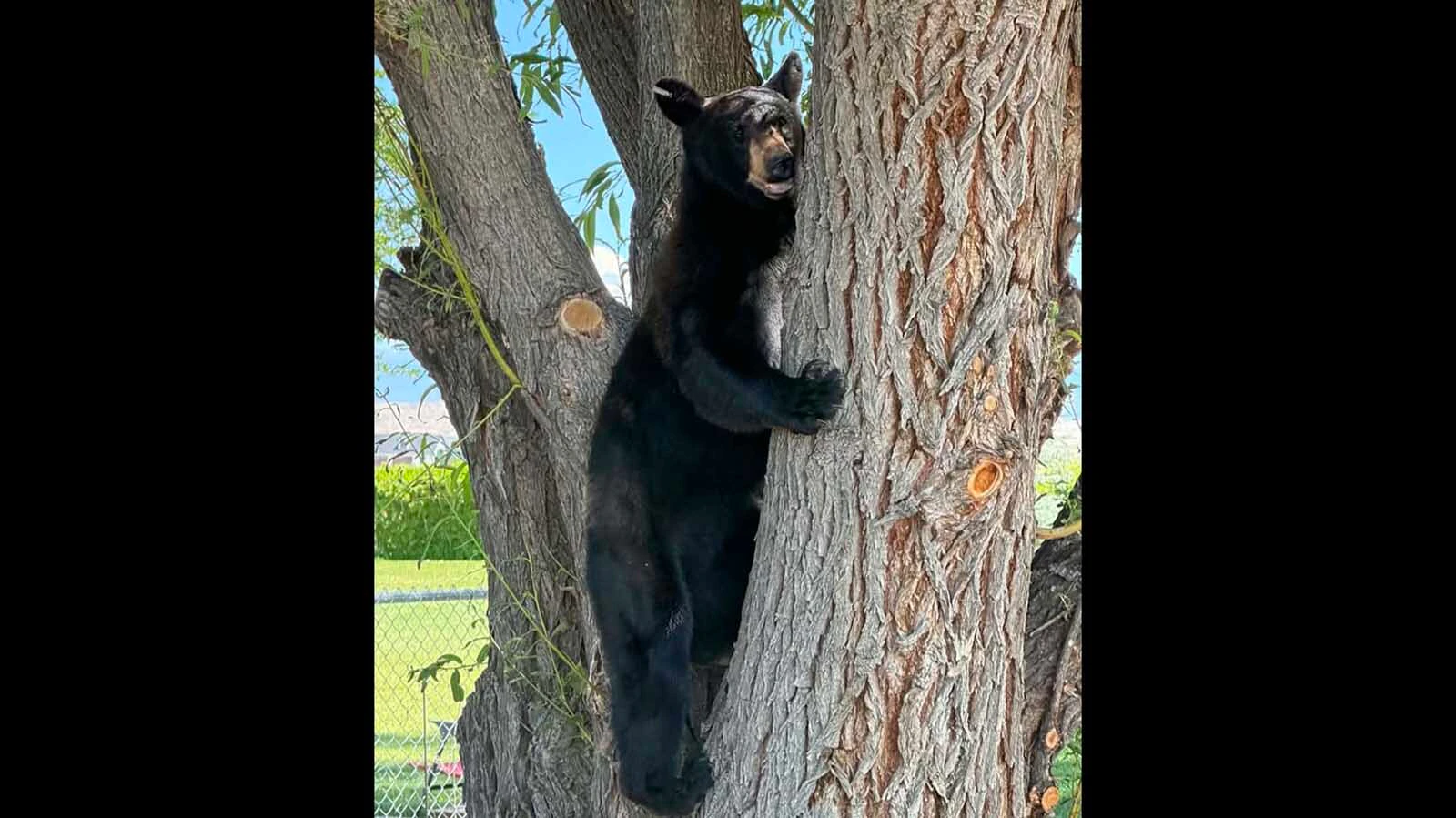 A 3-year-old female black bear was on the loose in and near Worland Wednesday and Thursday.