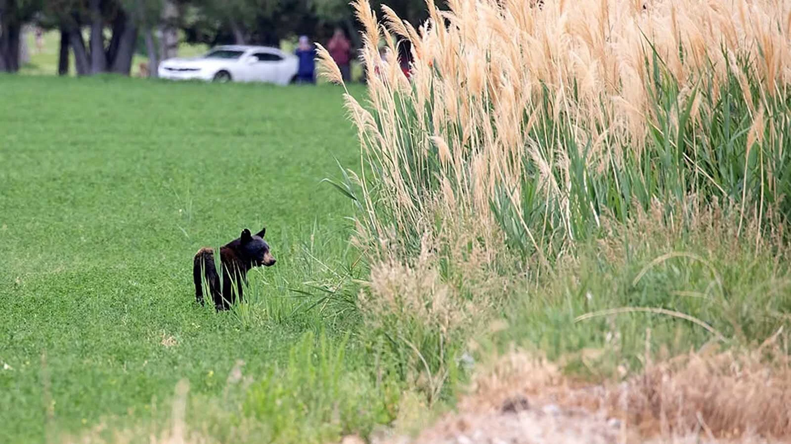 A 3-year-old female black bear briefly emerges from the shelter of thick grass and brush in Worland Wednesday. The bear was captured Thursday in a resident’s back yard.