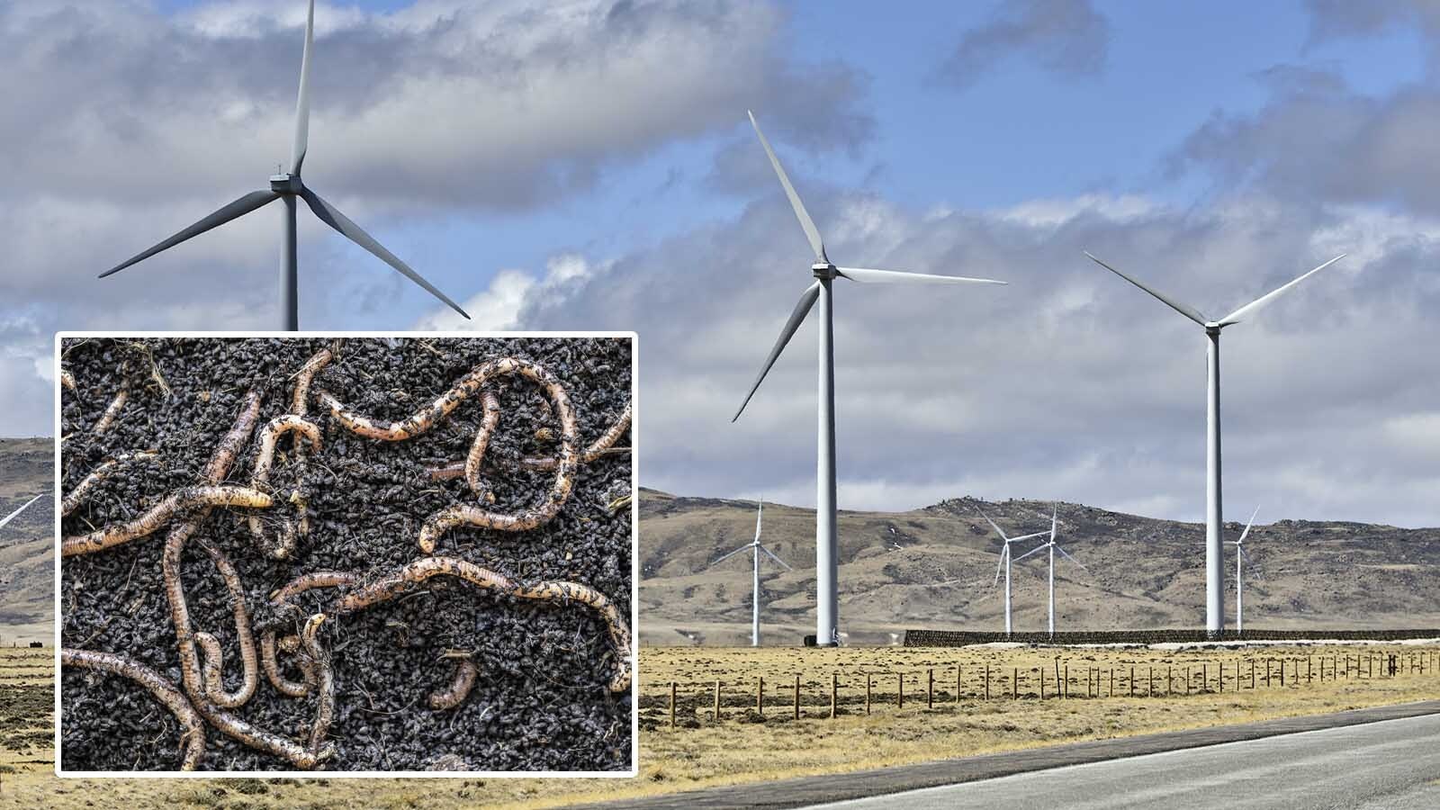 A Laramie County landowner who is against a massive 170-wind turbine project says the giant windmills have a negative impact on earthworms, which leads to soil erosion. Scientists, in a 2021 study in the Netherlands, back his claim.