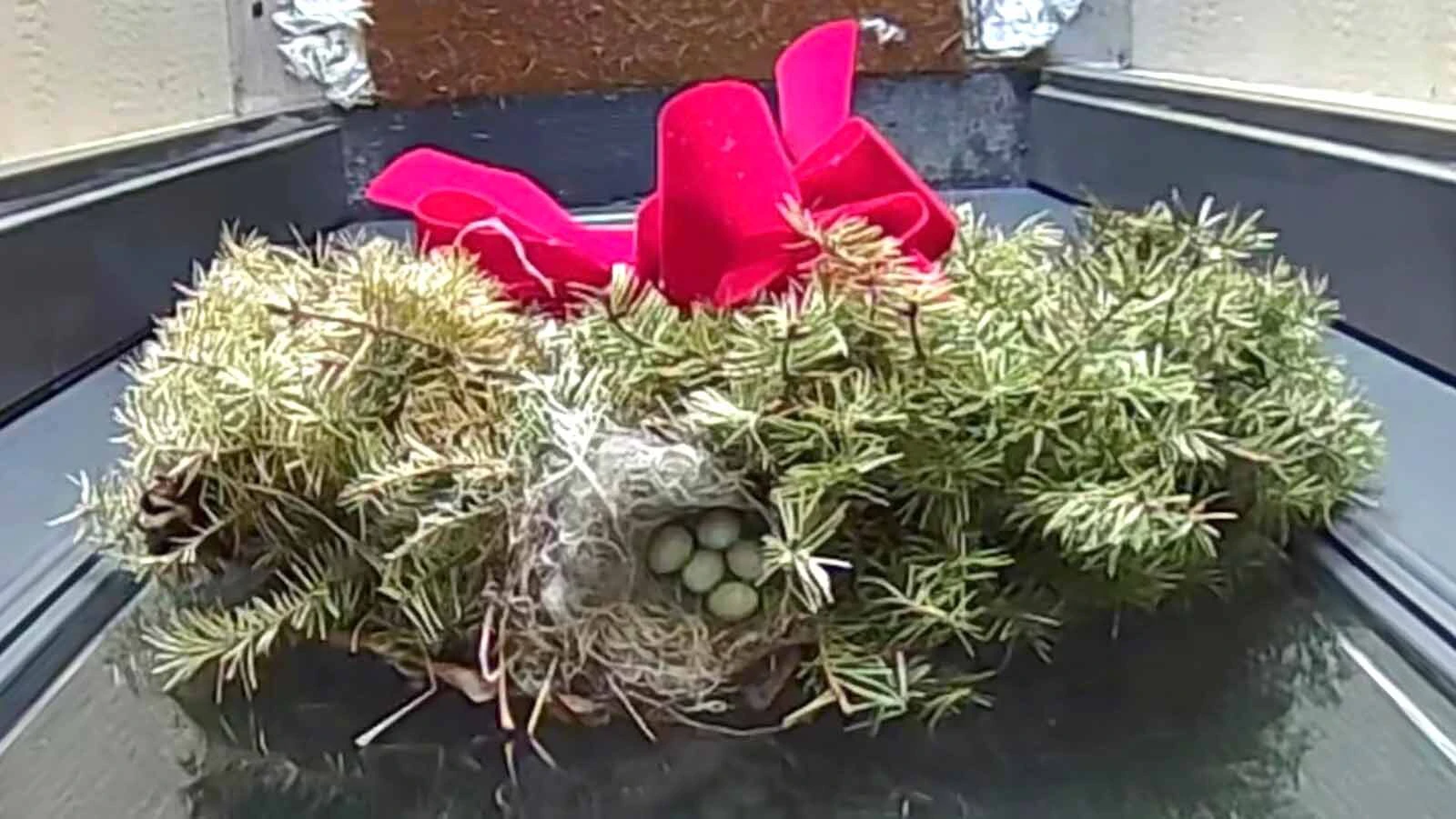 A Casper family hasn’t used its front door in a month after discovering finches had built a nest and laid eggs in a Christmas wreath they forgot to take down. “I’d like to use my front door again,” the mom says as they watch the babies grow.