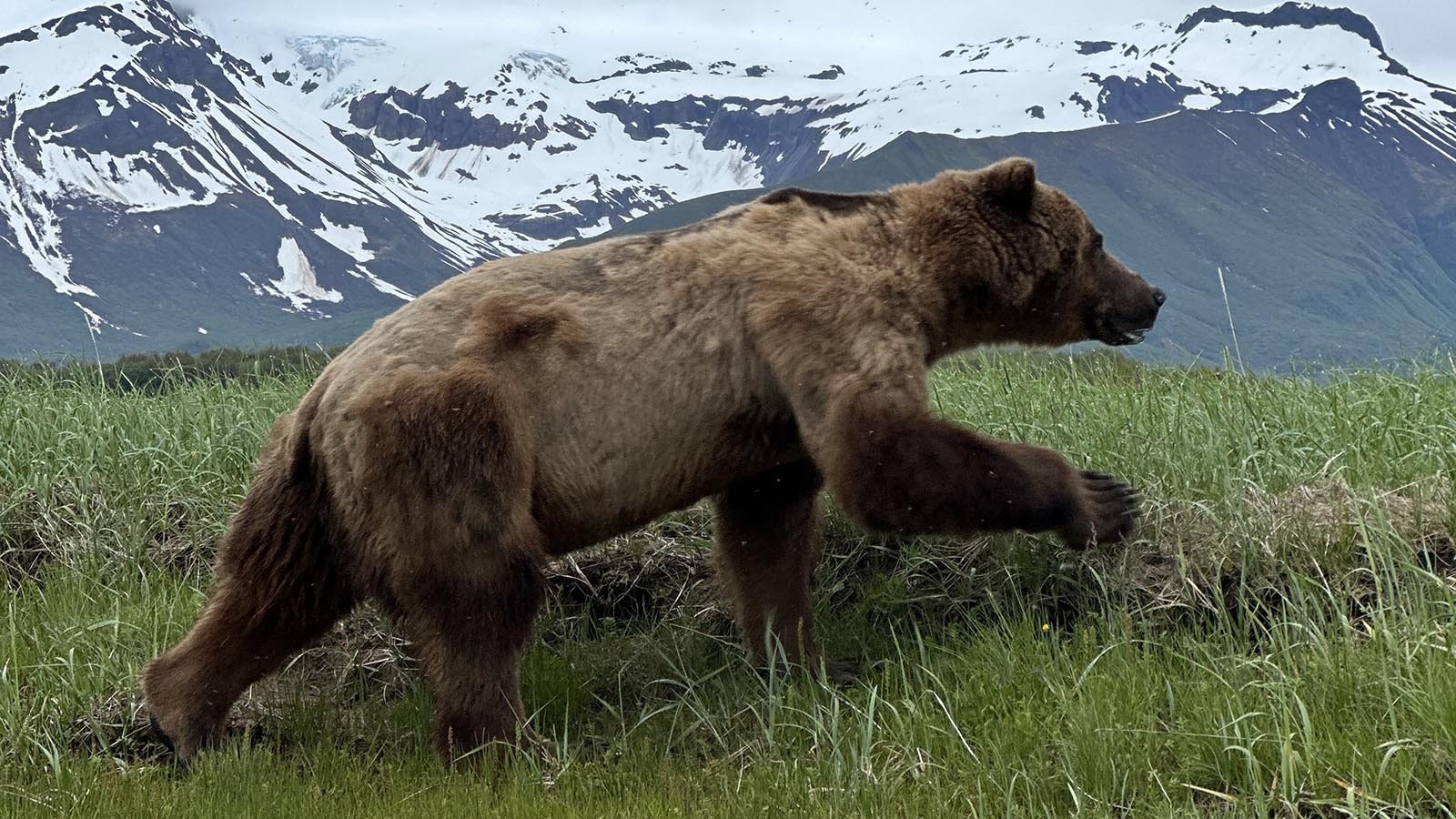 While in Alaska filming a documentary on their 2022 Wyoming grizzly attack, former college wrestlers Kendell Cummings, Orrin Jackson, August Harrison and Brady Lowry saw plenty of big Alaska bears. On two occasions, Cummings said he was bluff-charged by the coastal brown bears.