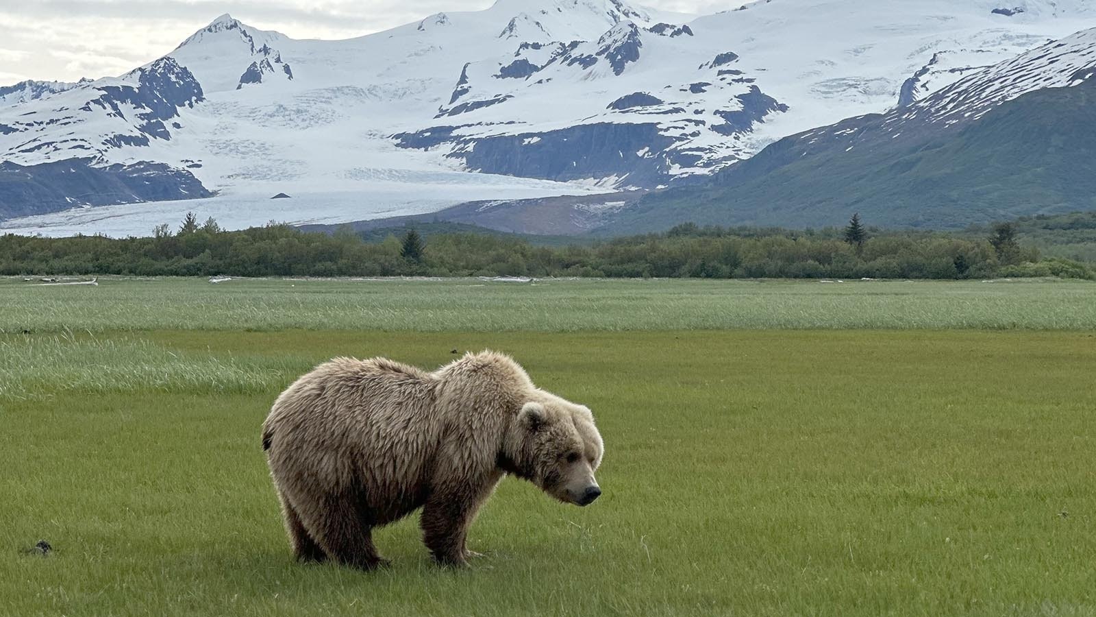 While in Alaska filming a documentary on their 2022 Wyoming grizzly attack, former college wrestlers Kendell Cummings, Orrin Jackson, August Harrison and Brady Lowry saw plenty of big Alaska bears. On two occasions, Cummings said he was bluff-charged by the coastal brown bears.