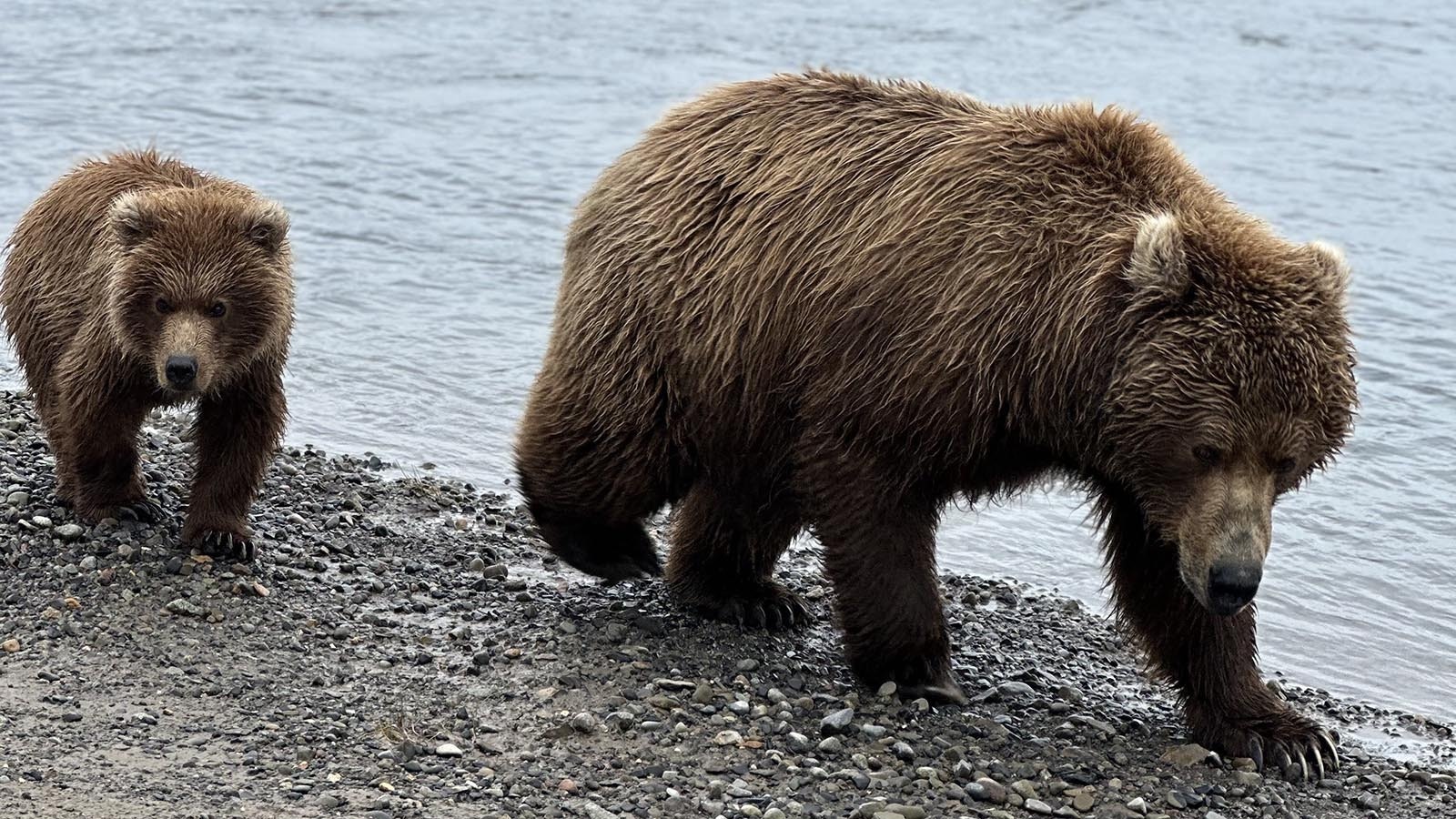 While in Alaska filming a documentary on their 2022 Wyoming grizzly attack, former college wrestlers Kendell Cummings, Orrin Jackson, August Harrison and Brady Lowry saw plenty of big Alaska bears. On two occasions, Cummings said he was bluff-charged by the coastal brown bears.