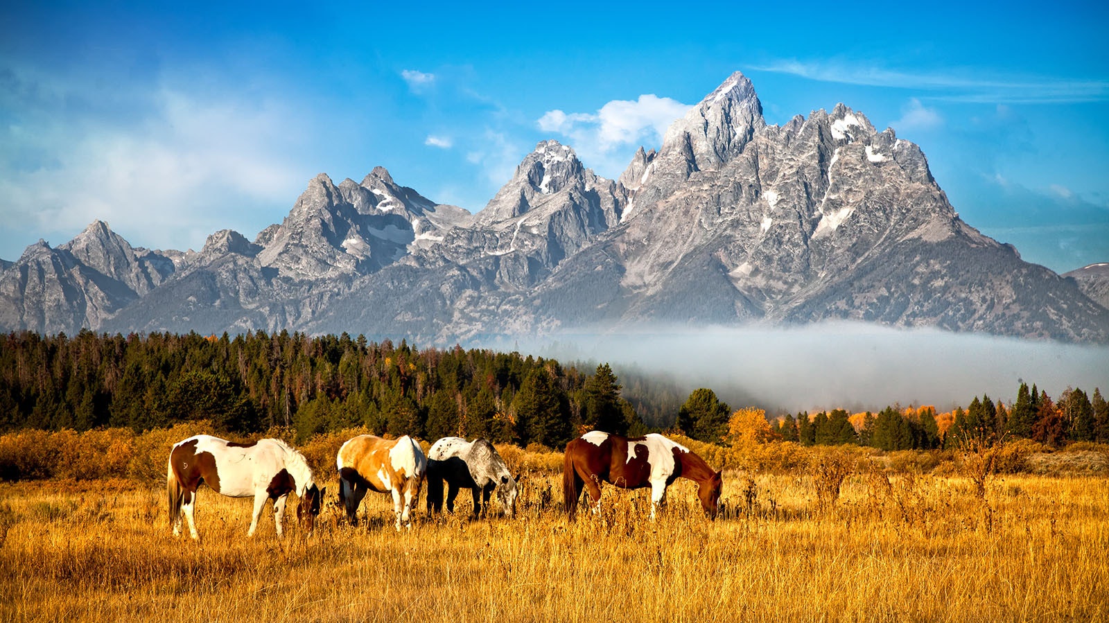 The Grand Tetons, considered a "young" mountain range, is know for its jagged, sharp profiles.