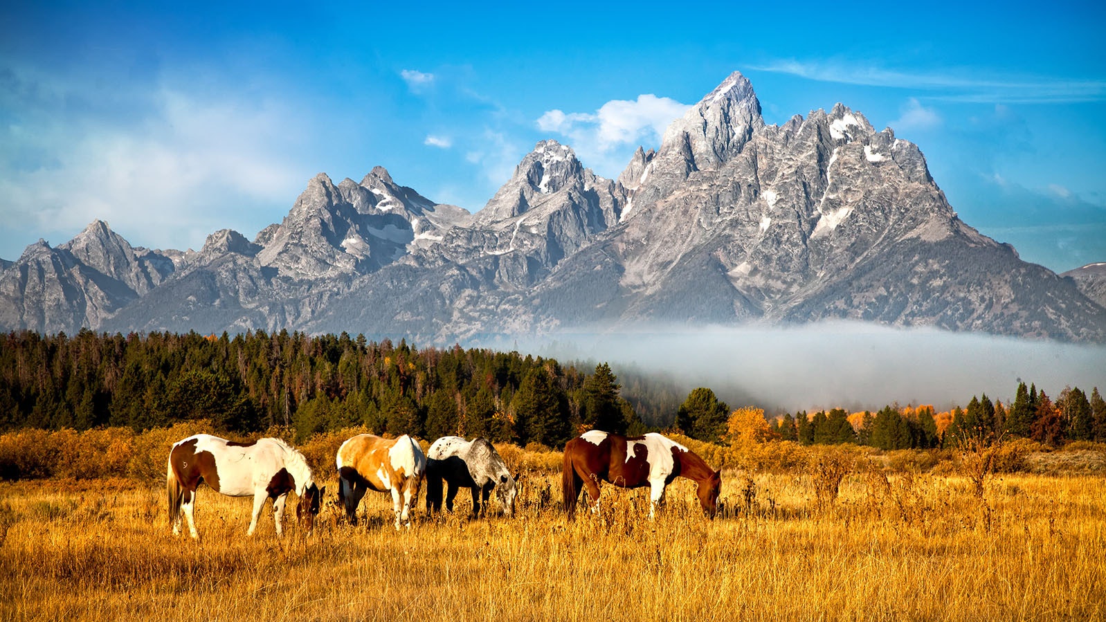 The Grand Tetons, considered a "young" mountain range, is know for its jagged, sharp profiles.