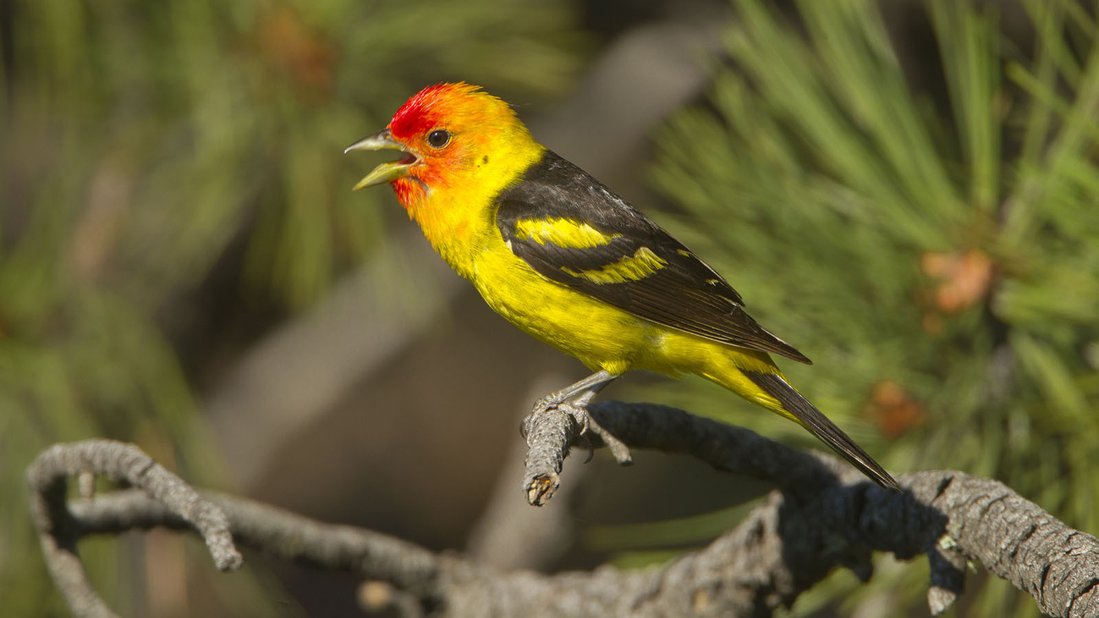 Plenty For Wyoming BirdWatchers To See Even If… Cowboy State Daily