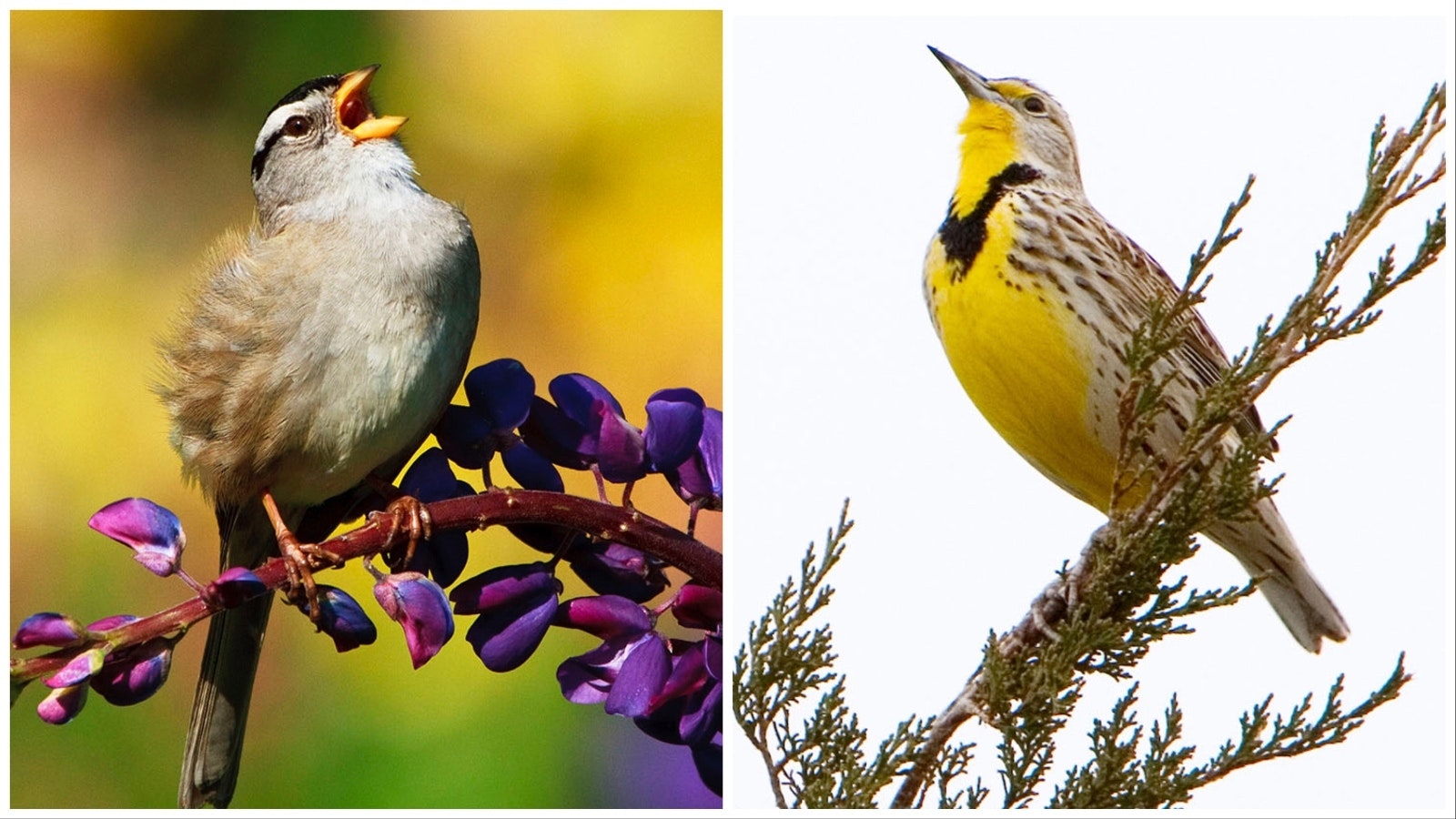 Wyoming bird watchers can keep their eyes open for crowned sparrows, left, and the state bird, the western meadowlark, right.
