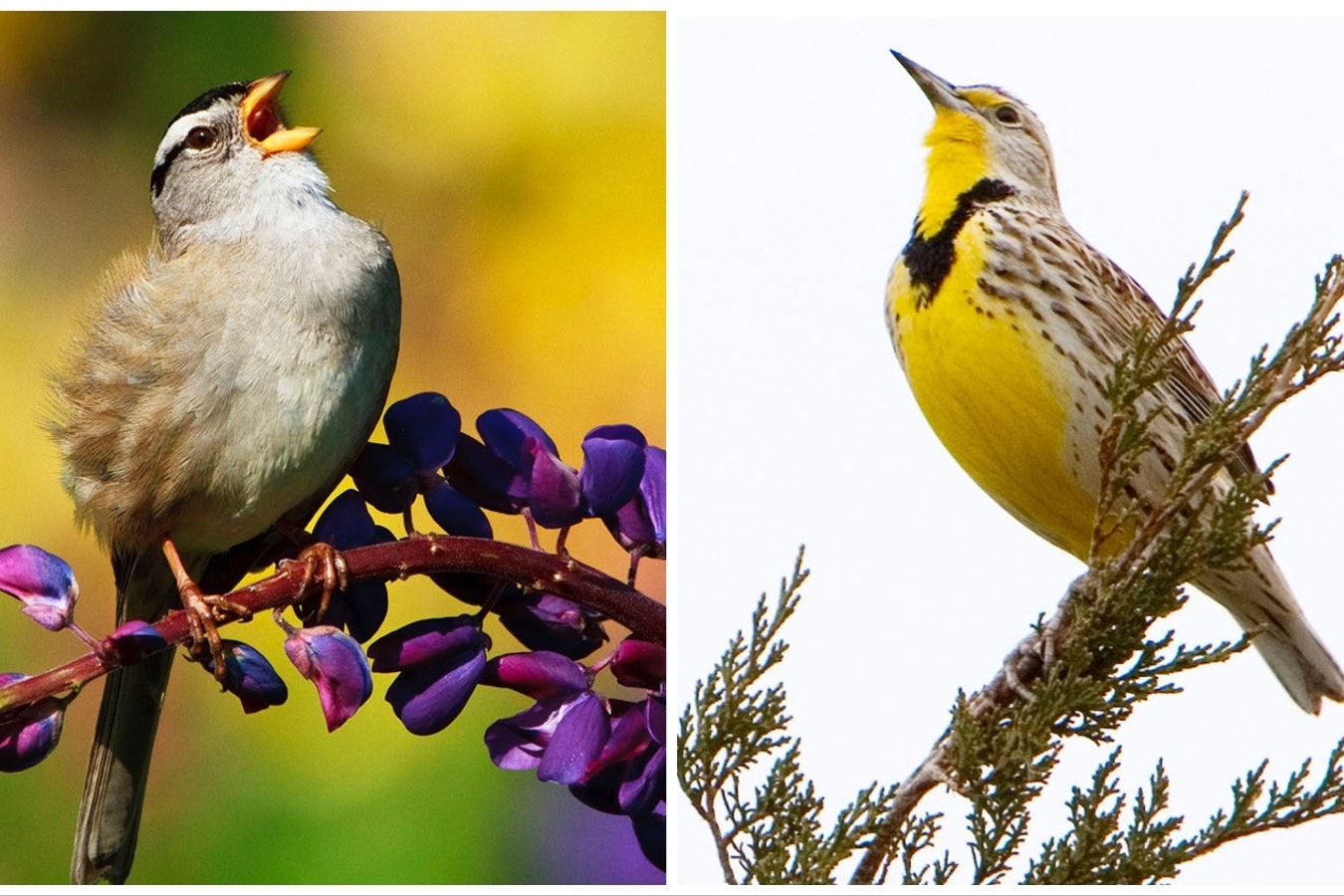Wyoming bird watchers can keep their eyes open for crowned sparrows, left, and the state bird, the western meadowlark, right.
