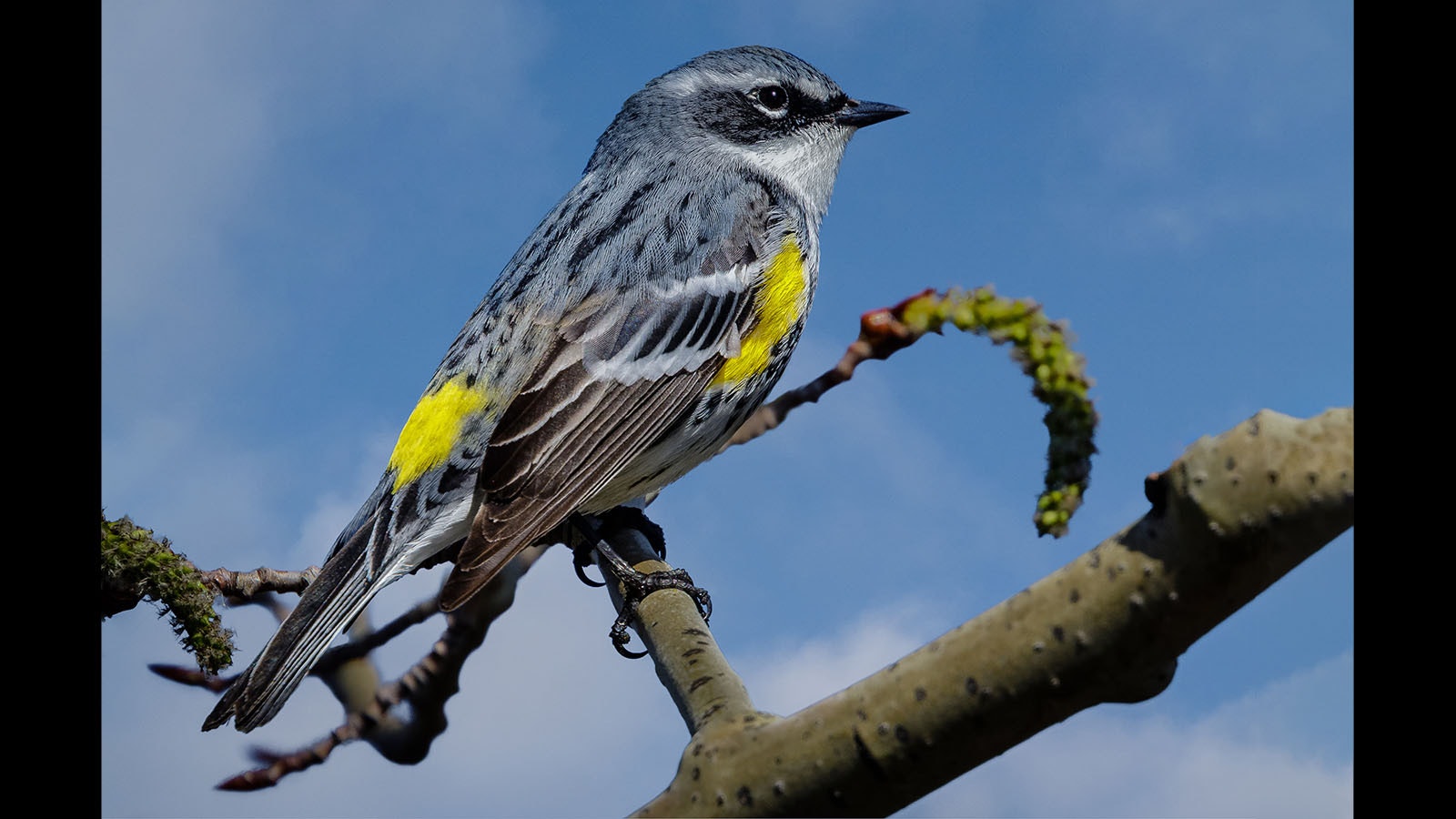 Yellow-rumped warblers can be seen in Wyoming.