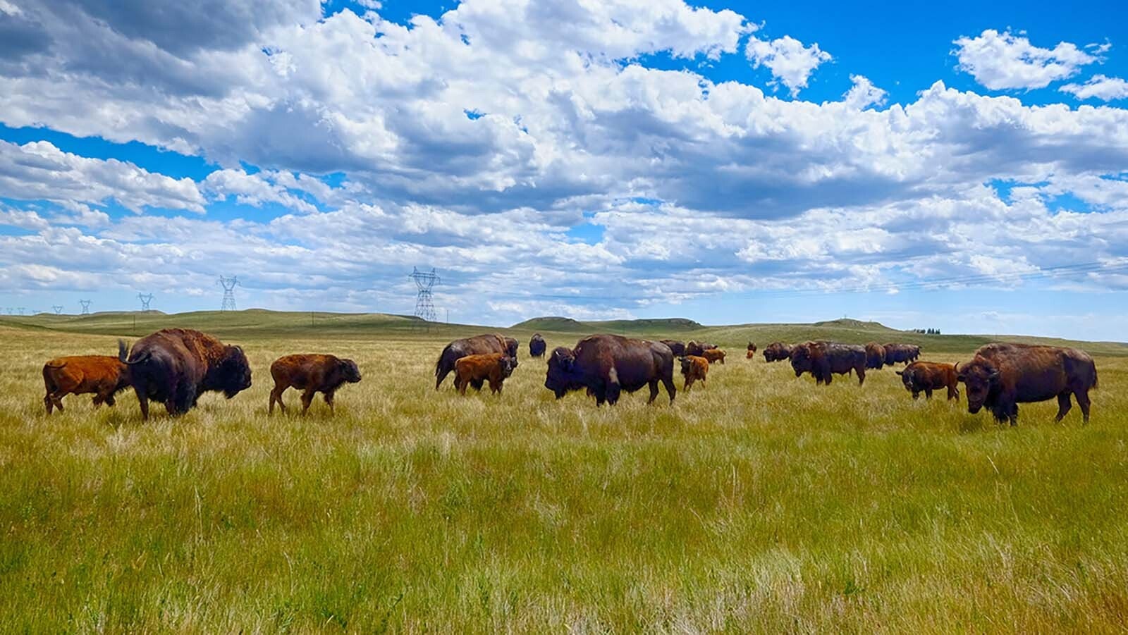 Officials in Montana, Wyoming and other places around the West are frustrated by a lack of information from the federal government about plans to reintroduce wild bison.