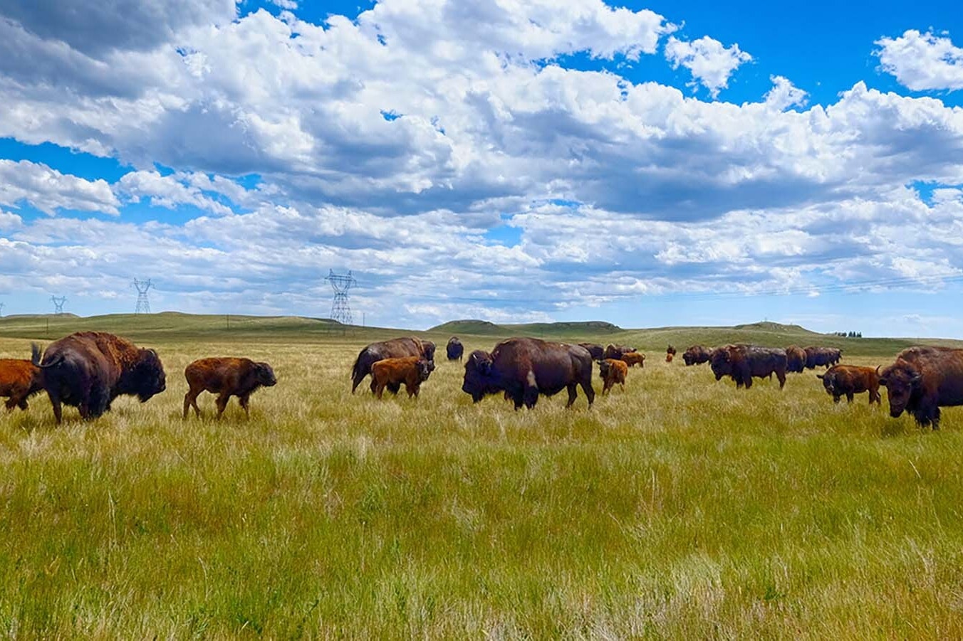 Officials in Montana, Wyoming and other places around the West are frustrated by a lack of information from the federal government about plans to reintroduce wild bison.