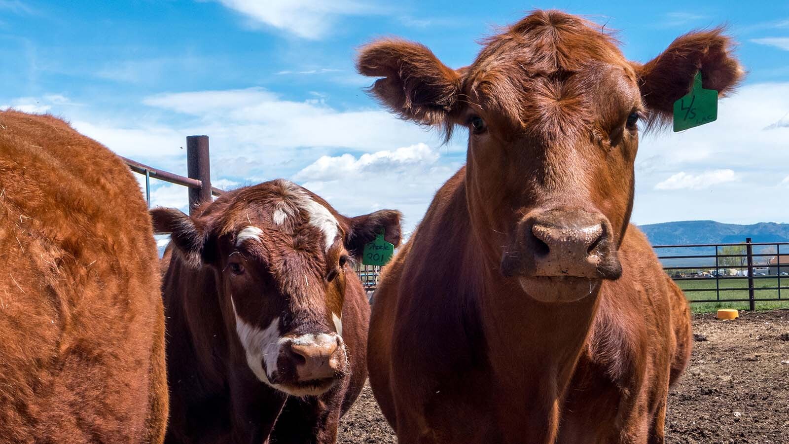 Wyoming ranchers are protesting President Trump’s plan to import more beef from Argentina, arguing it threatens U.S. producers. They say fixing high prices should start with cutting domestic regulations, not boosting imports.