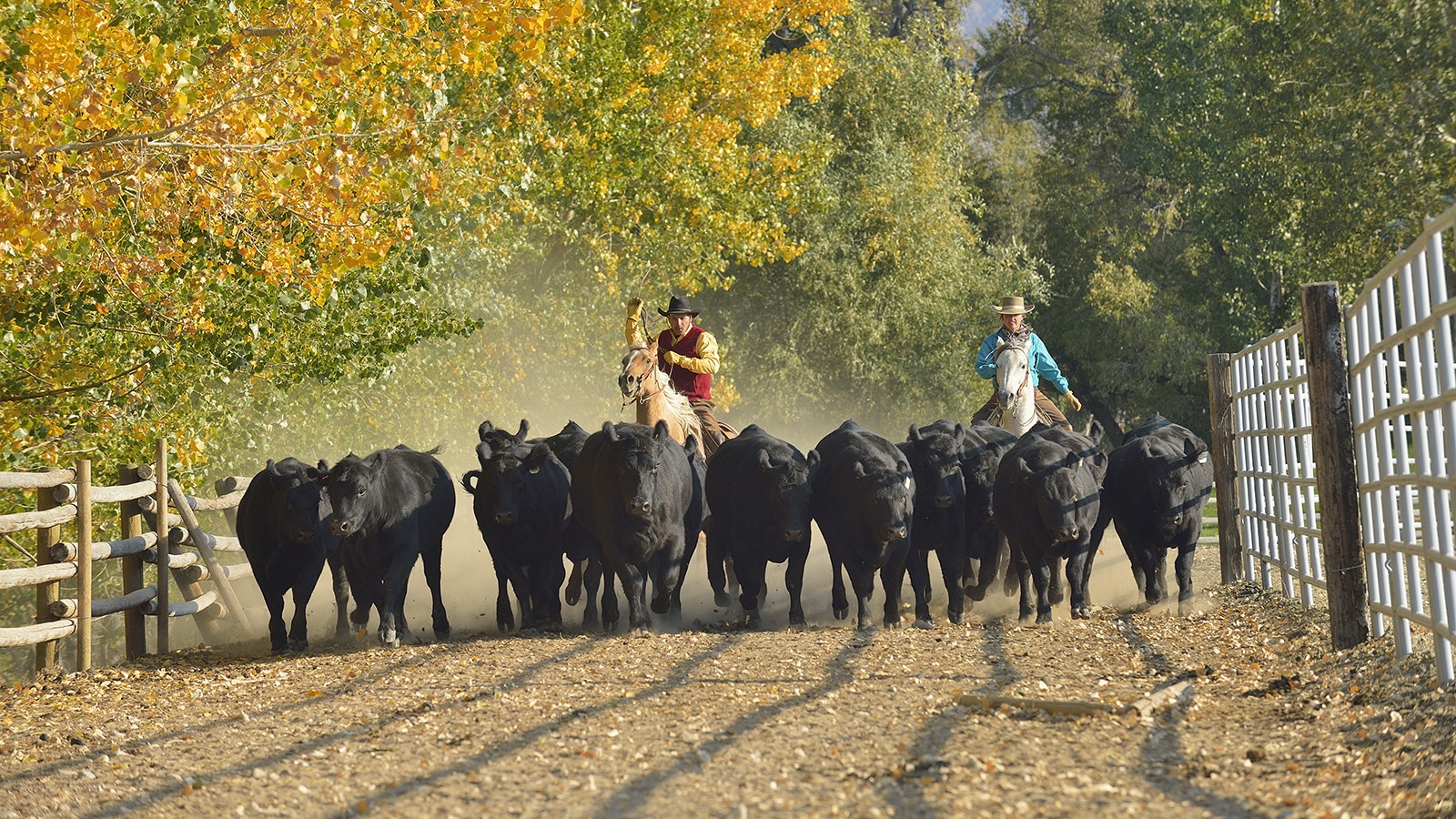 Wyoming ranchers move cattle.