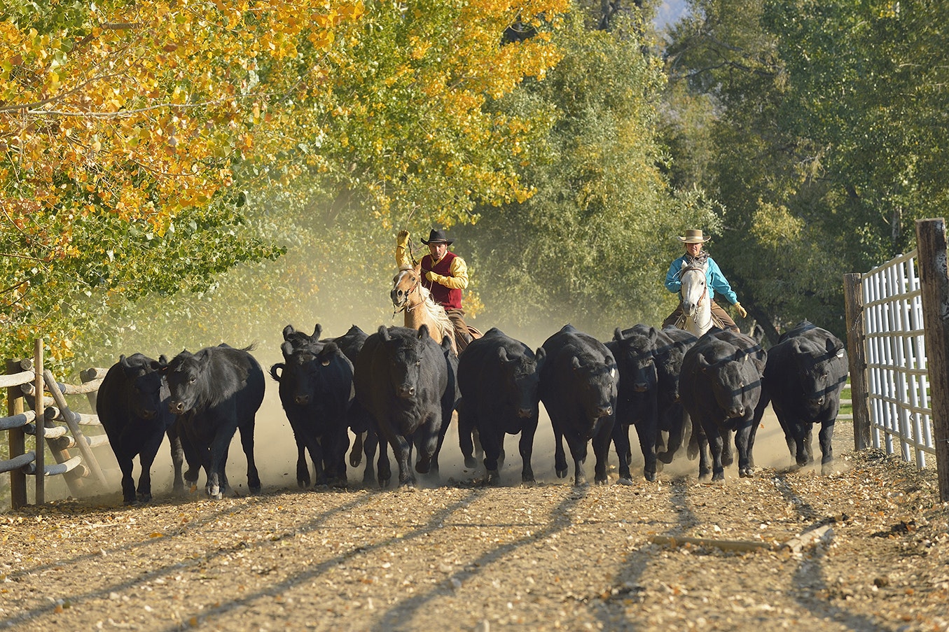 Wyoming ranchers move cattle.