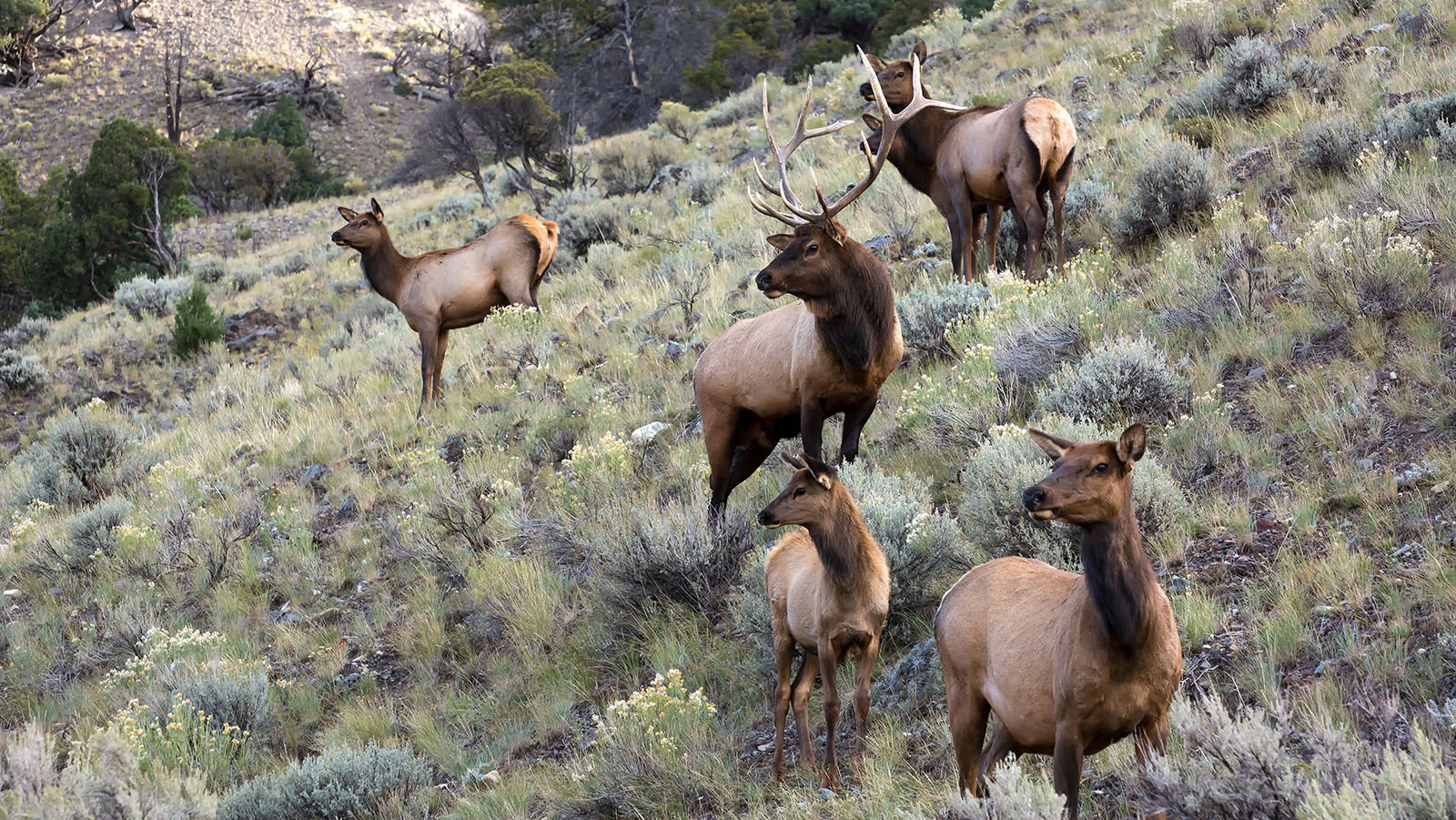 Wyoming Has Too Many Elk, And Nobody’s Sure What To Do About It ...