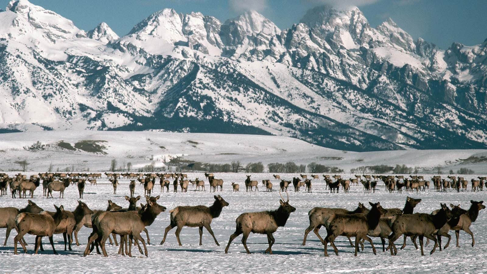 Wyoming elk big herd 10 31 23