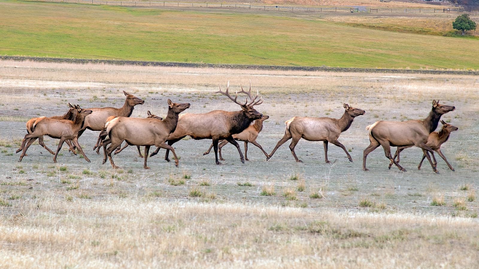 A Wyoming bull elk with a group of females.