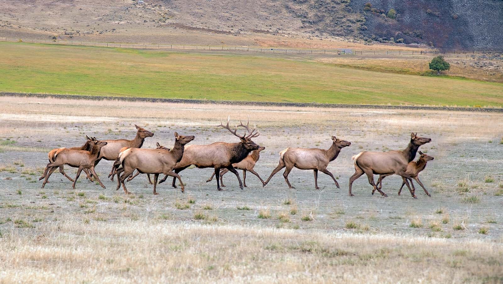 Wyoming elk herd 9 11 23