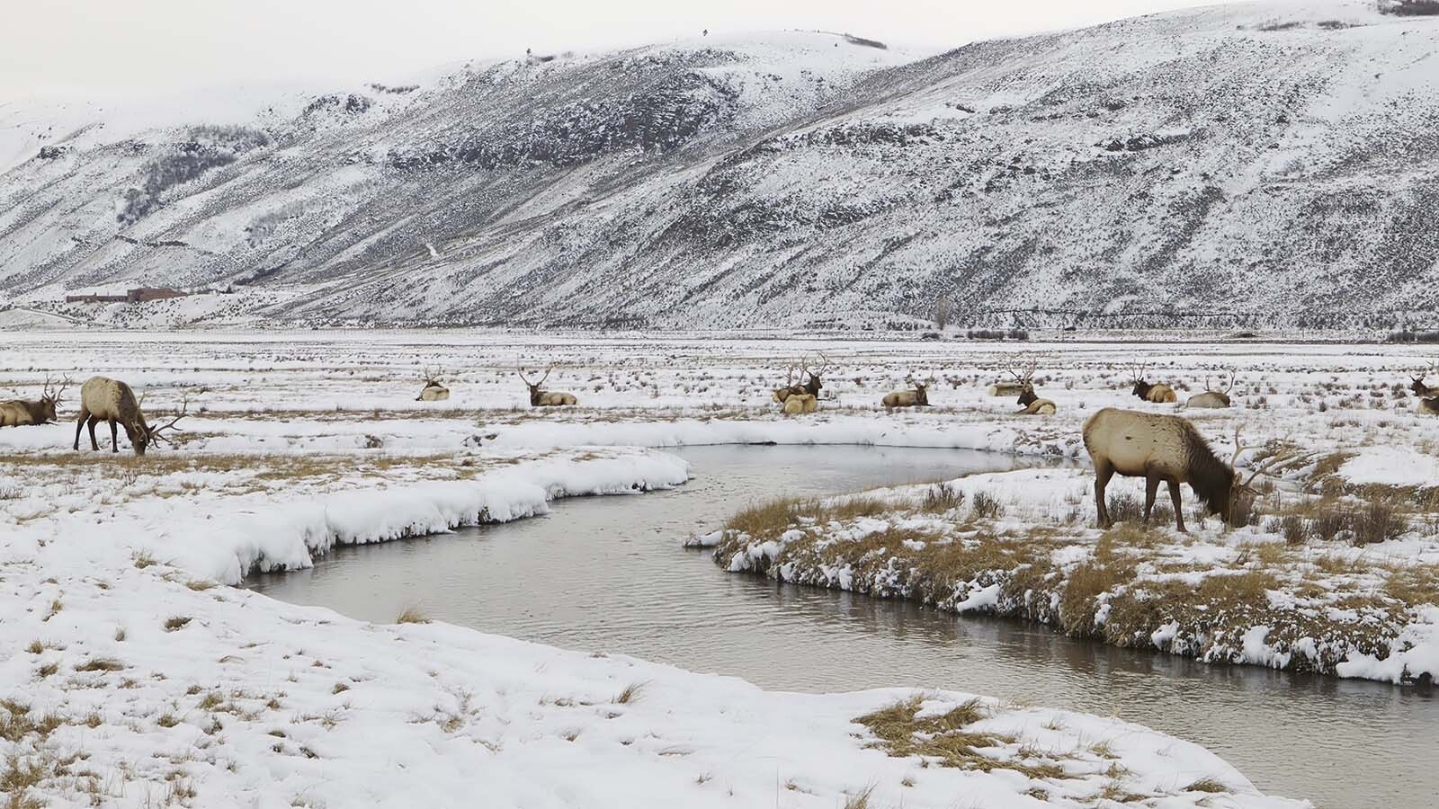 Wyoming elk just chillin 10 31 23