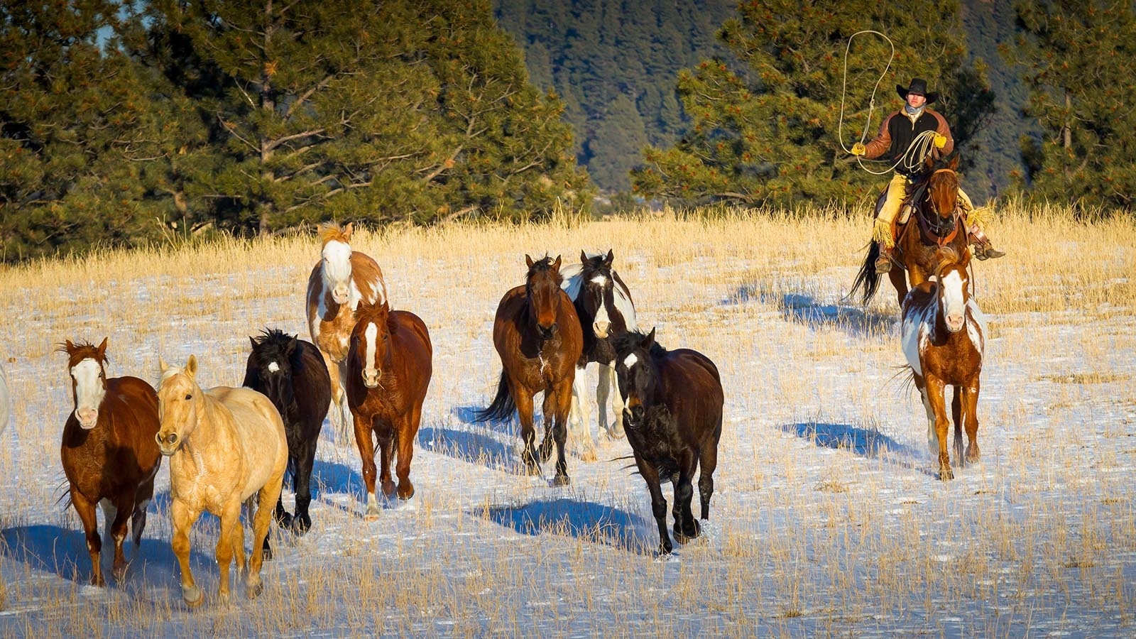 A rancher runs a herd of horses in northeast Wyoming.