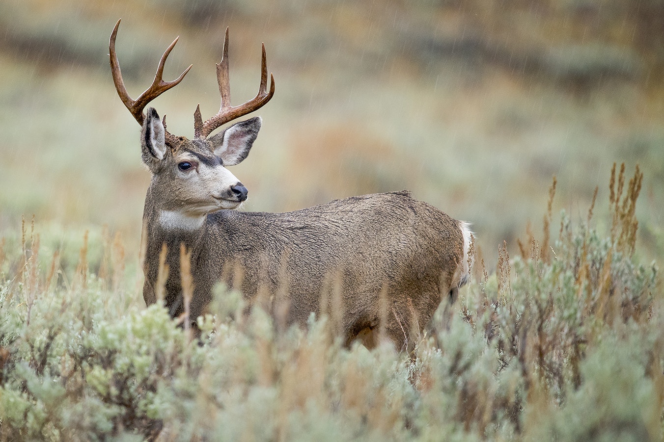 A Wyoming mule deer during a rain shower. A new program where hunters donate their tags to help with herds decimated by a devastating winter is catching notice from hunters across the U.S.