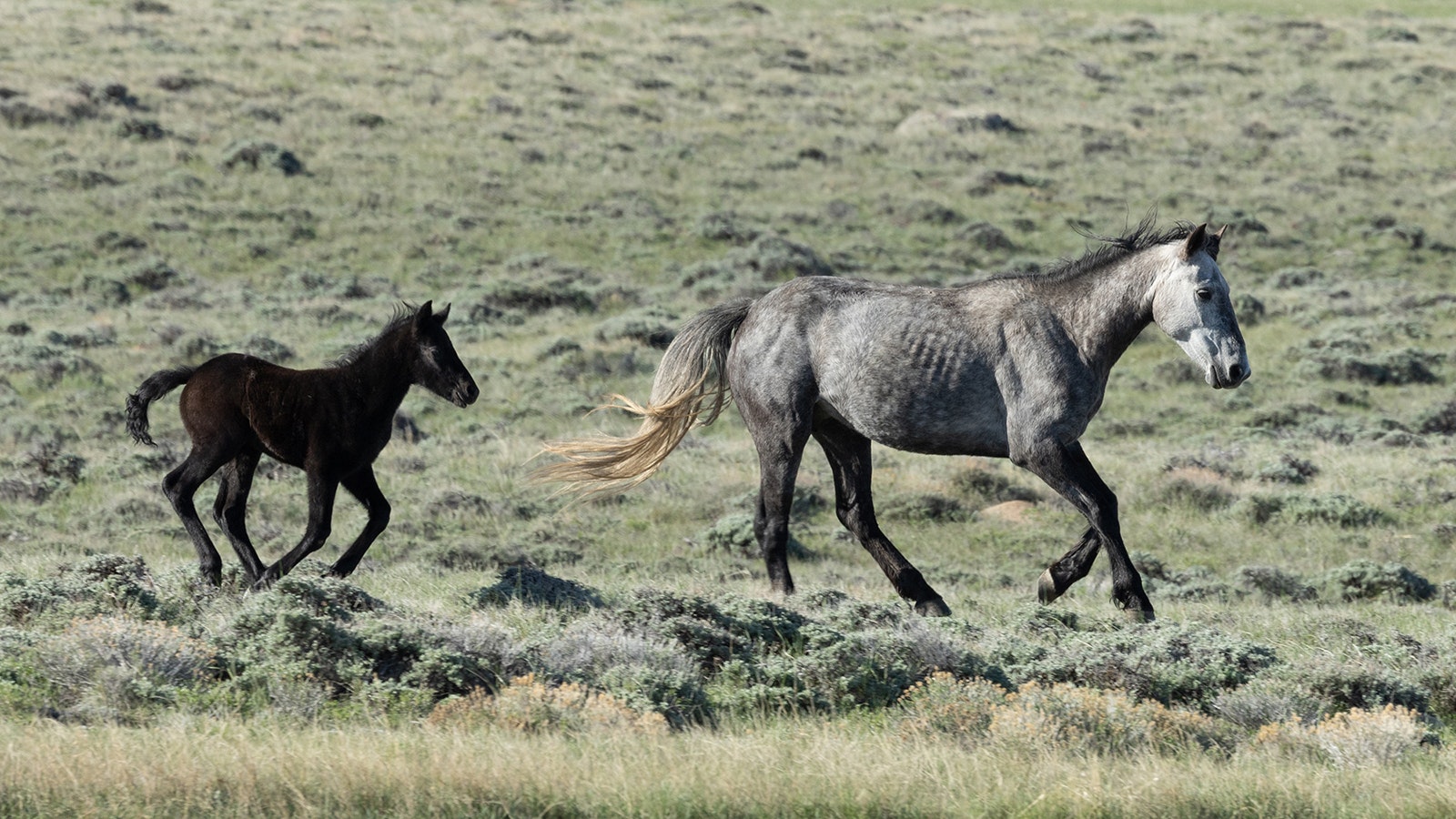 A mustang mare and her young foal run across the open range near Jeffrey City