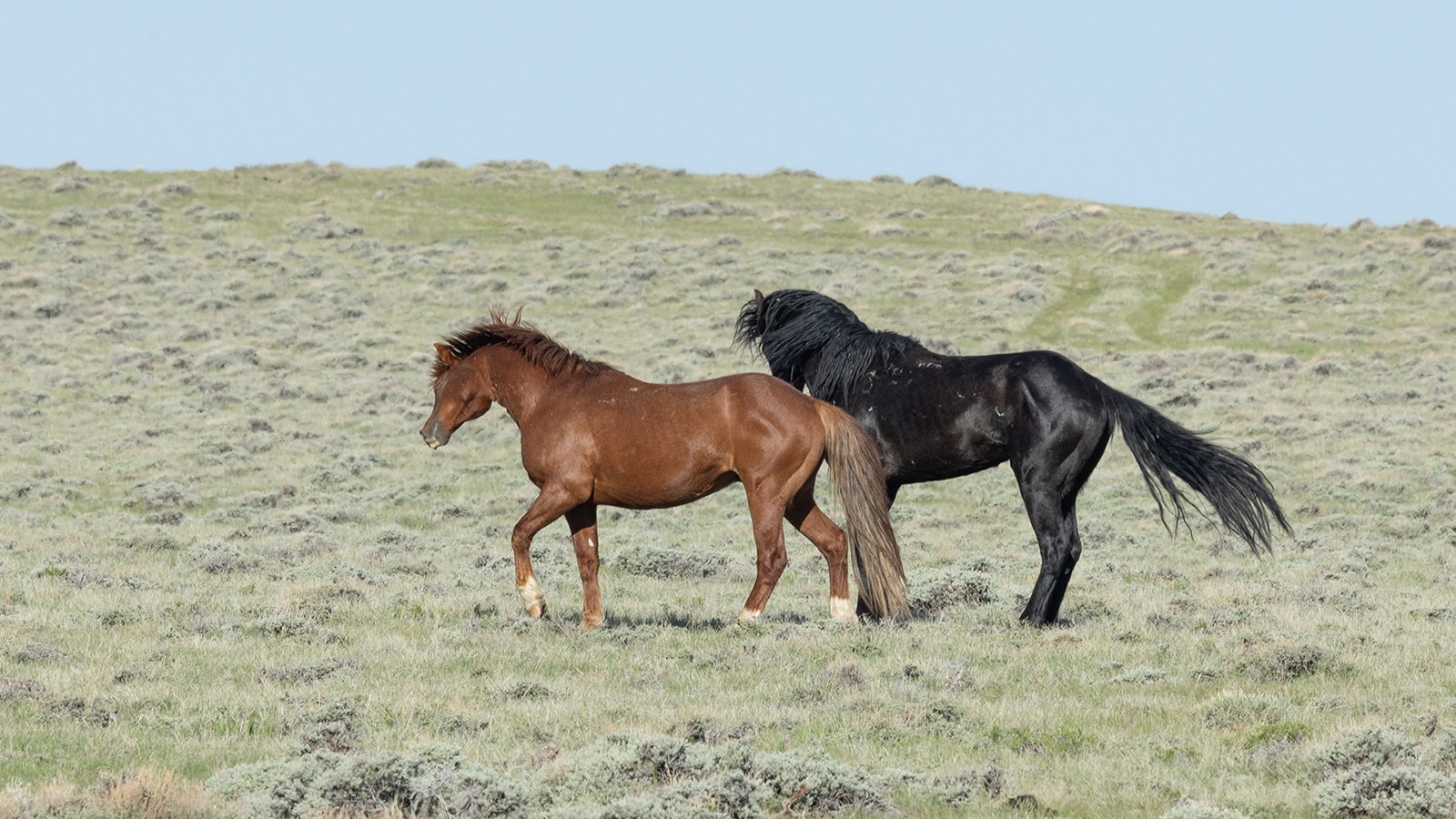 Two mustang stallions tussle over territory and mares on the open range near Jeffrey City.