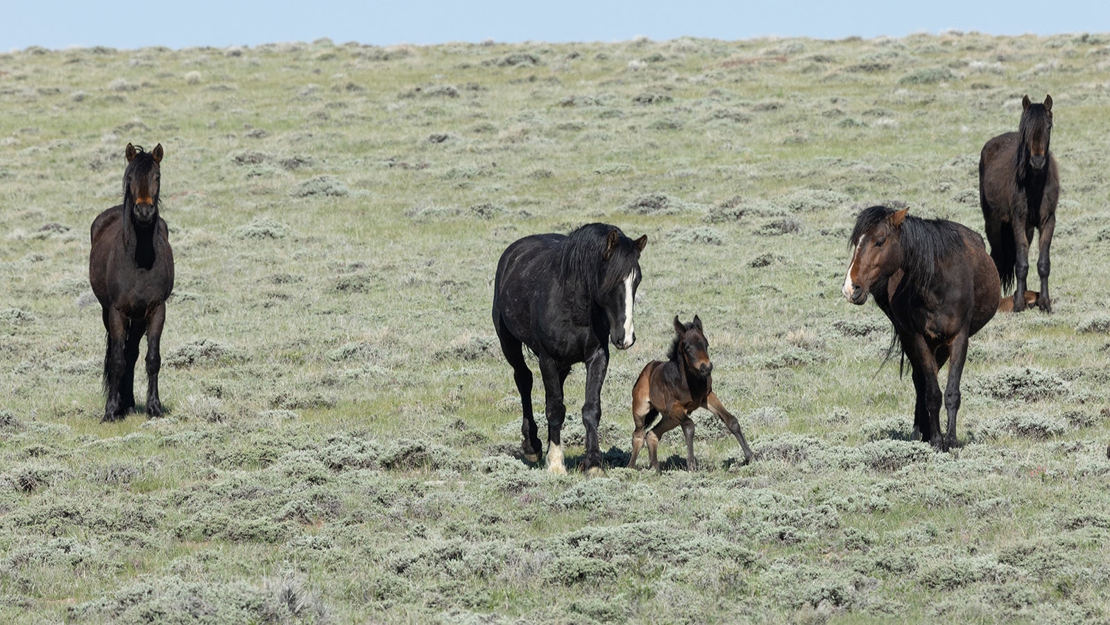 A foal mustang, just days old, gains strength in its legs on the open range near Jeffrey City.