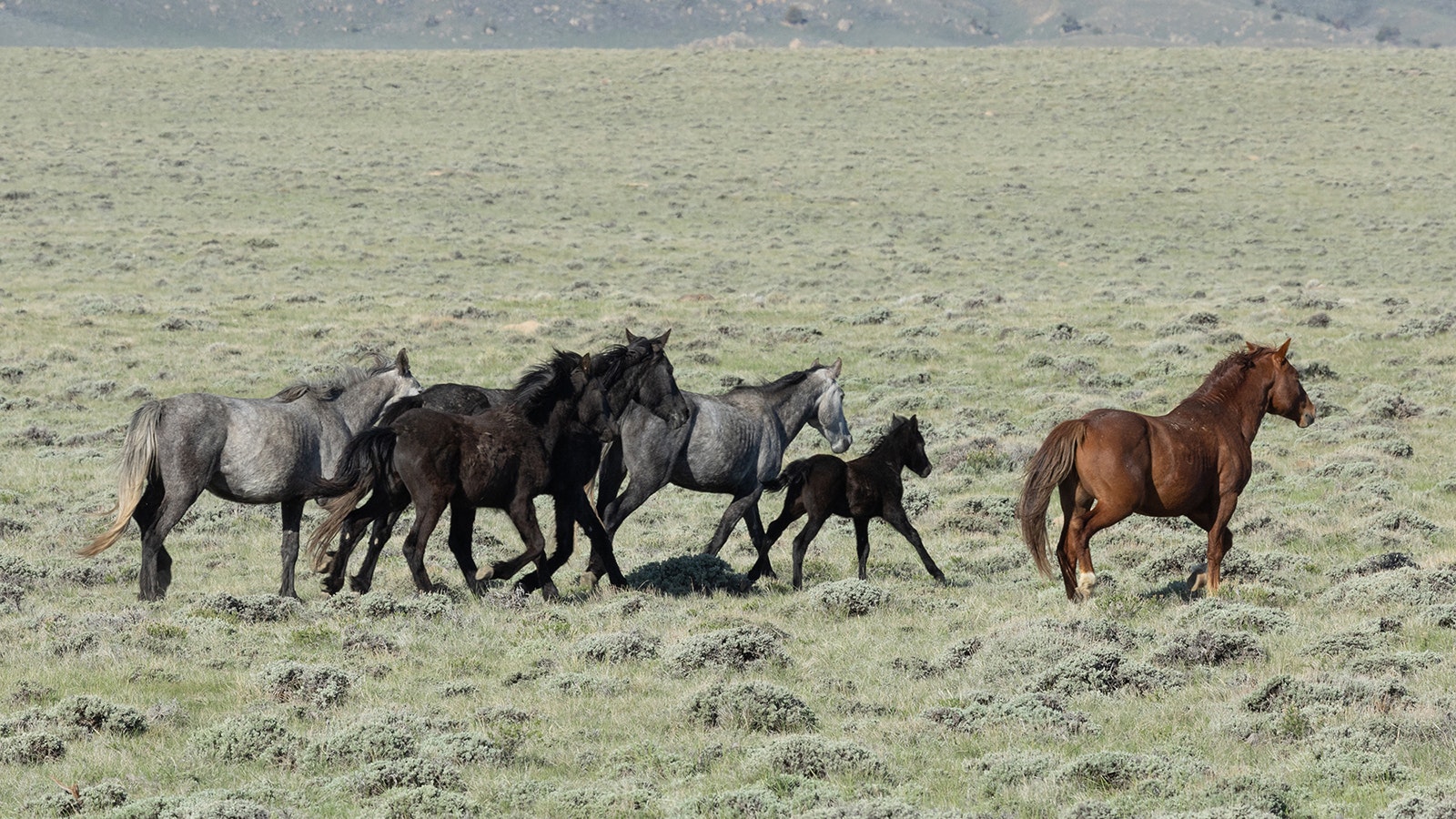 This small band of mustangs are one of numerous such “family groups” that live on the open range in central Wyoming.