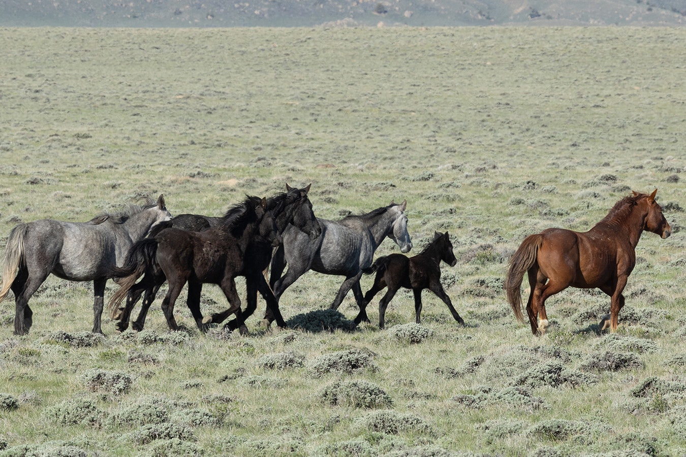 This small band of mustangs are one of numerous such “family groups” that live on the open range in central Wyoming.