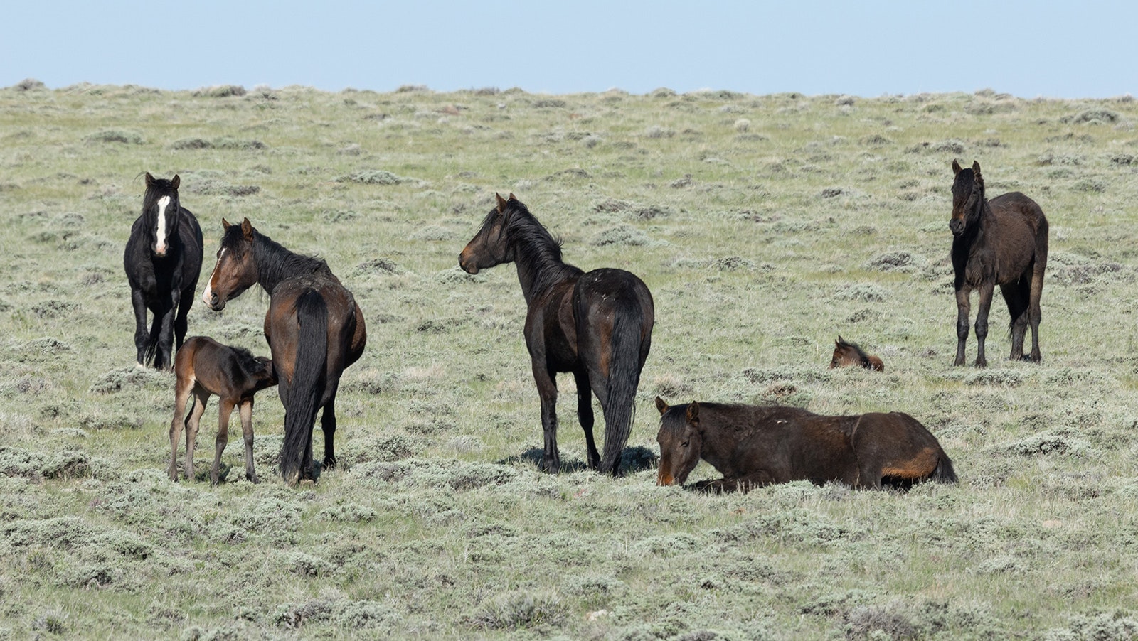 Mustangs on the open range in central Wyoming live in “family groups,” usually made up of a stallion, a few mares and their offspring.